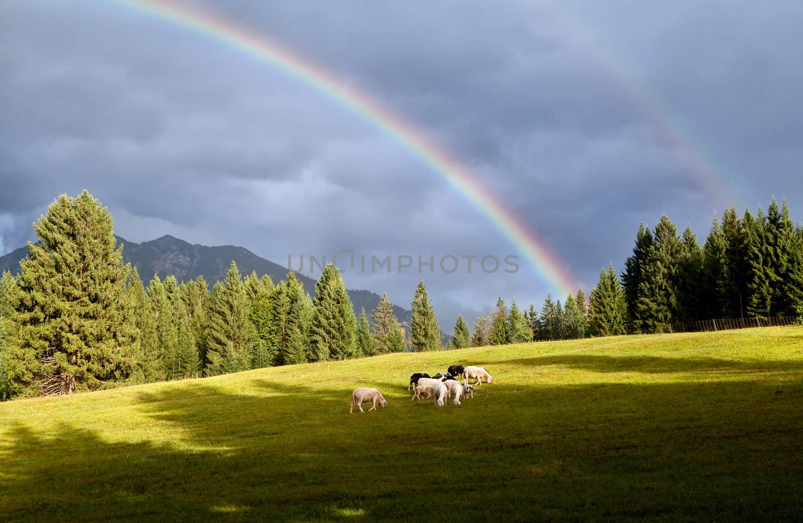 colorful rainbow over pasture with sheep by catolla