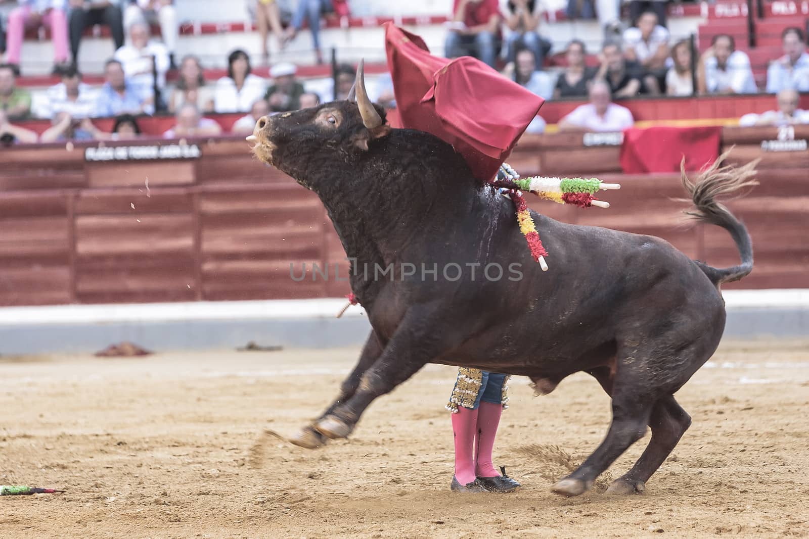  Jaen, SPAIN - 16 october 2011: Spanish bullfighter bullfighting giving a spectacular chest pass with the crutch in the Bullring of Jaen or called Coso of Alameda, Jaen province, Andalusia, Spain