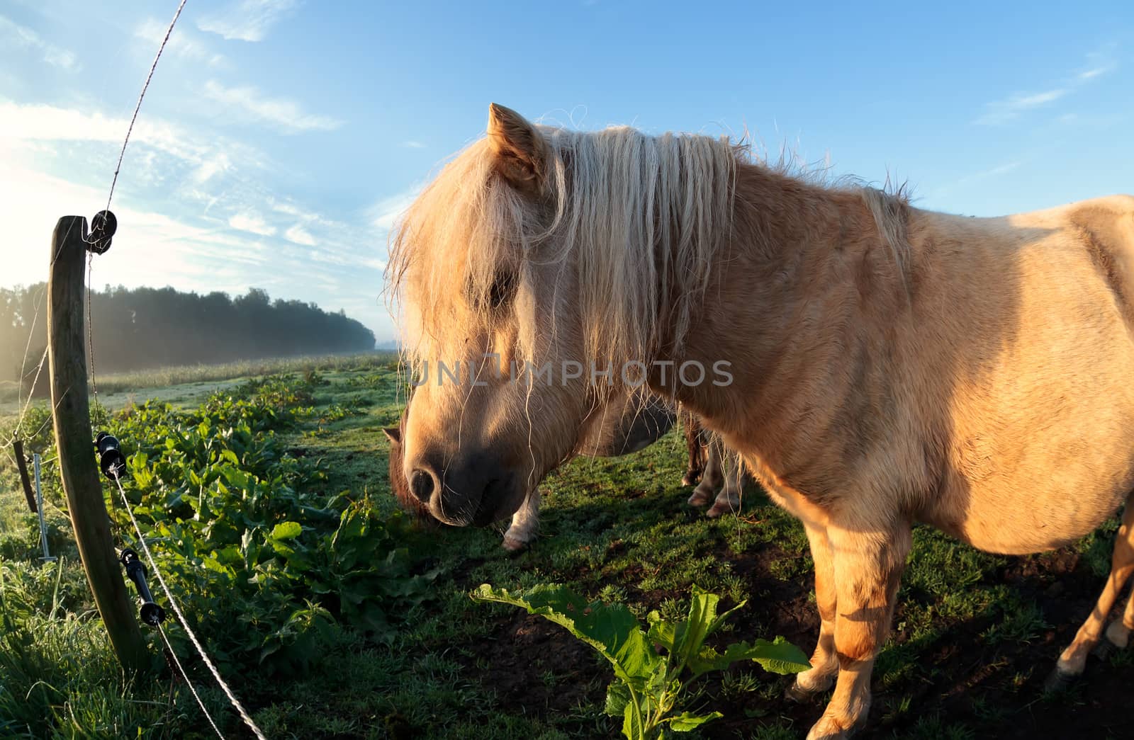 cute beige pony on pasture in gold morning sunshine