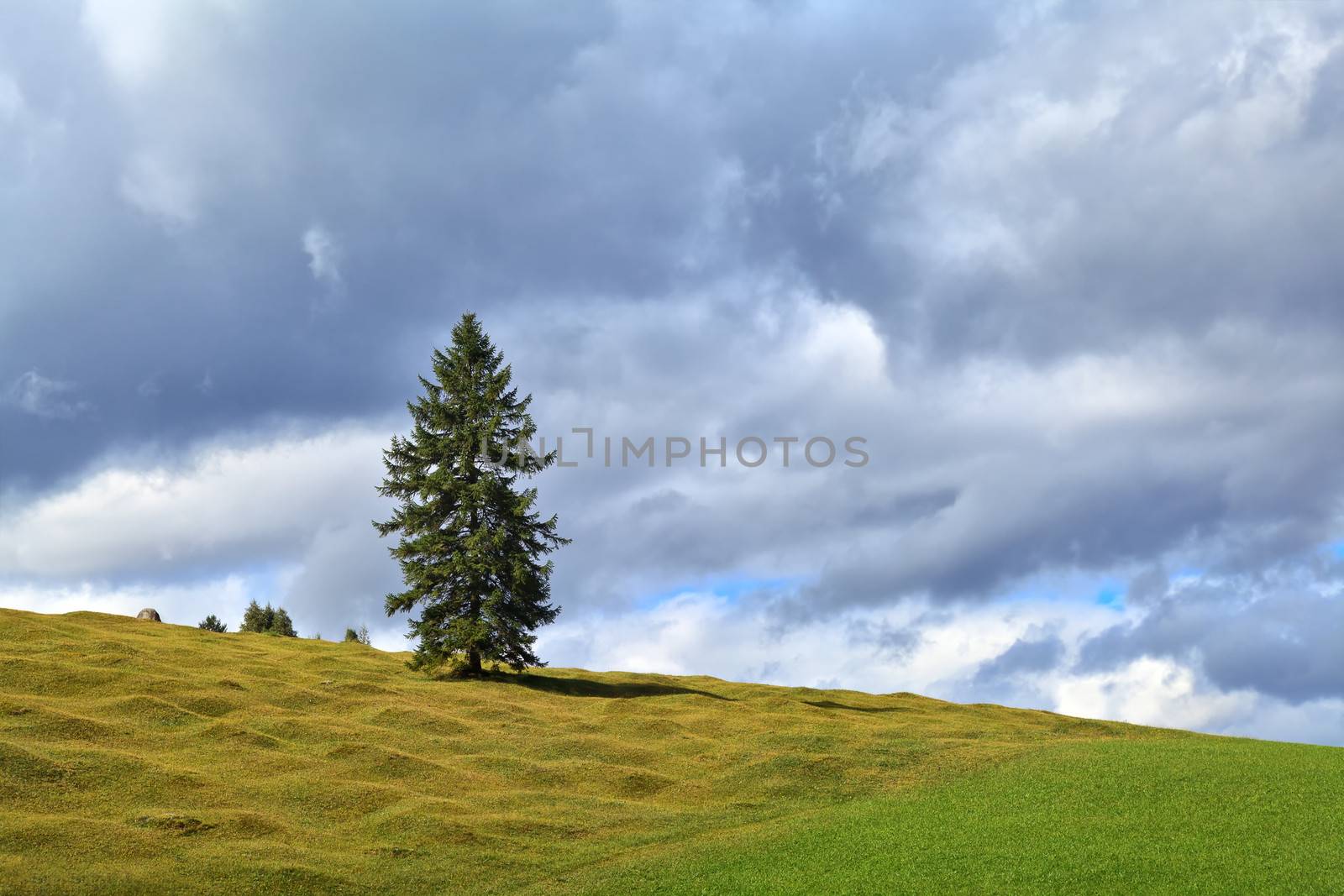 lonely spruce on alpine green meadows over sky, Bavaria, Germany