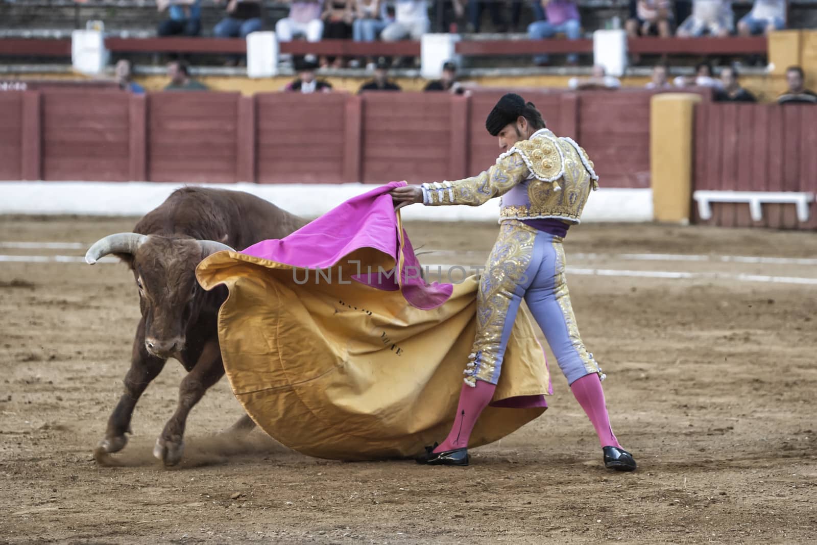 Andujar, Jaen province, SPAIN - 10 september 2011: Spainish bullfighter David Valente bullfighting with a crutch in a beautiful pass by low in the Bullring of Andujar, Jaen province, Andalusia, Spain