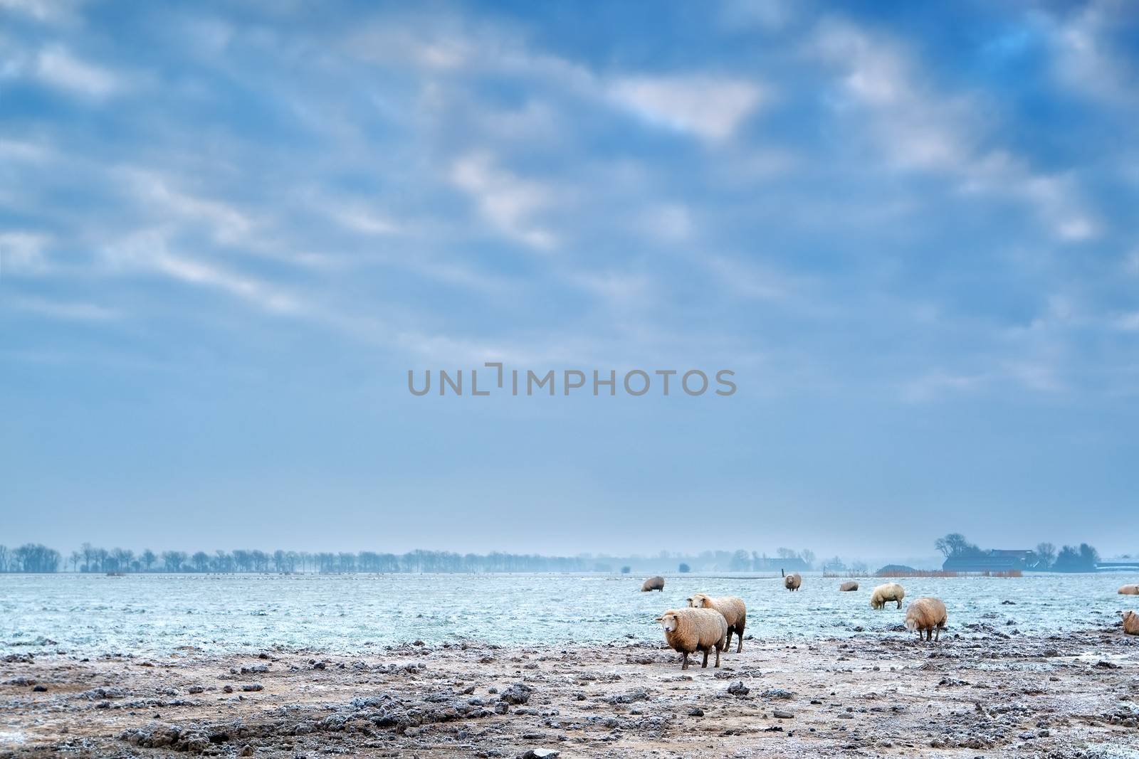 sheep outdoor on frosted winter pasture by catolla