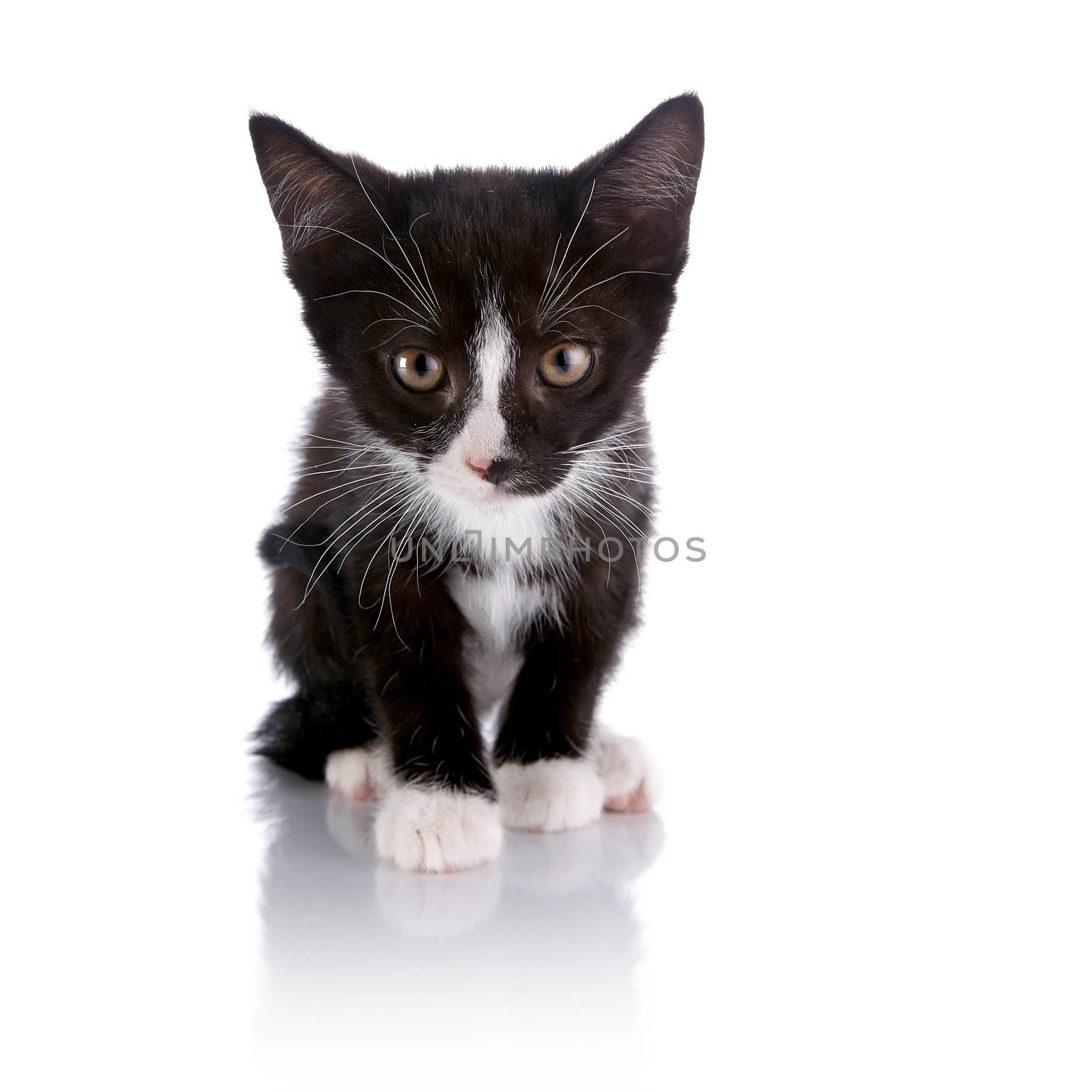 Black and white small kitten by Azaliya