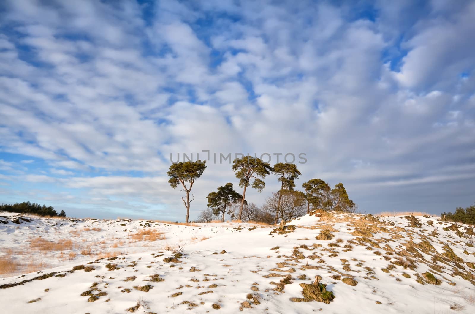 pine trees on hill covered with snow over blue sky by catolla