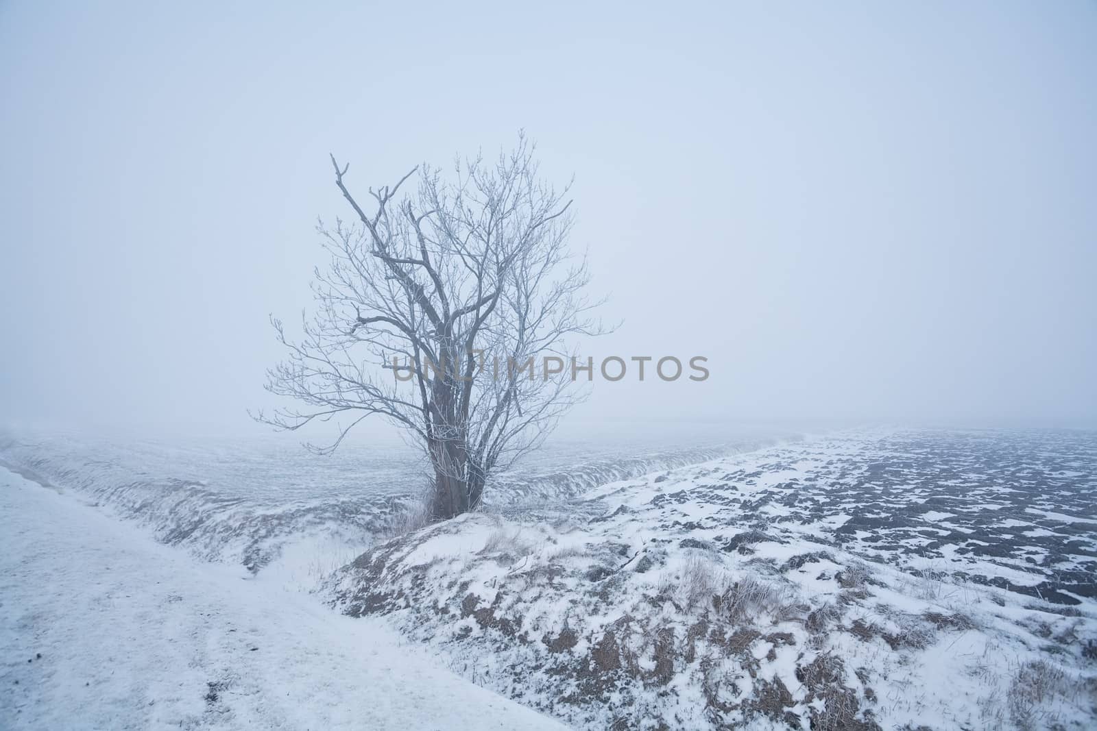 alone tree in white frost on winter misty meadow