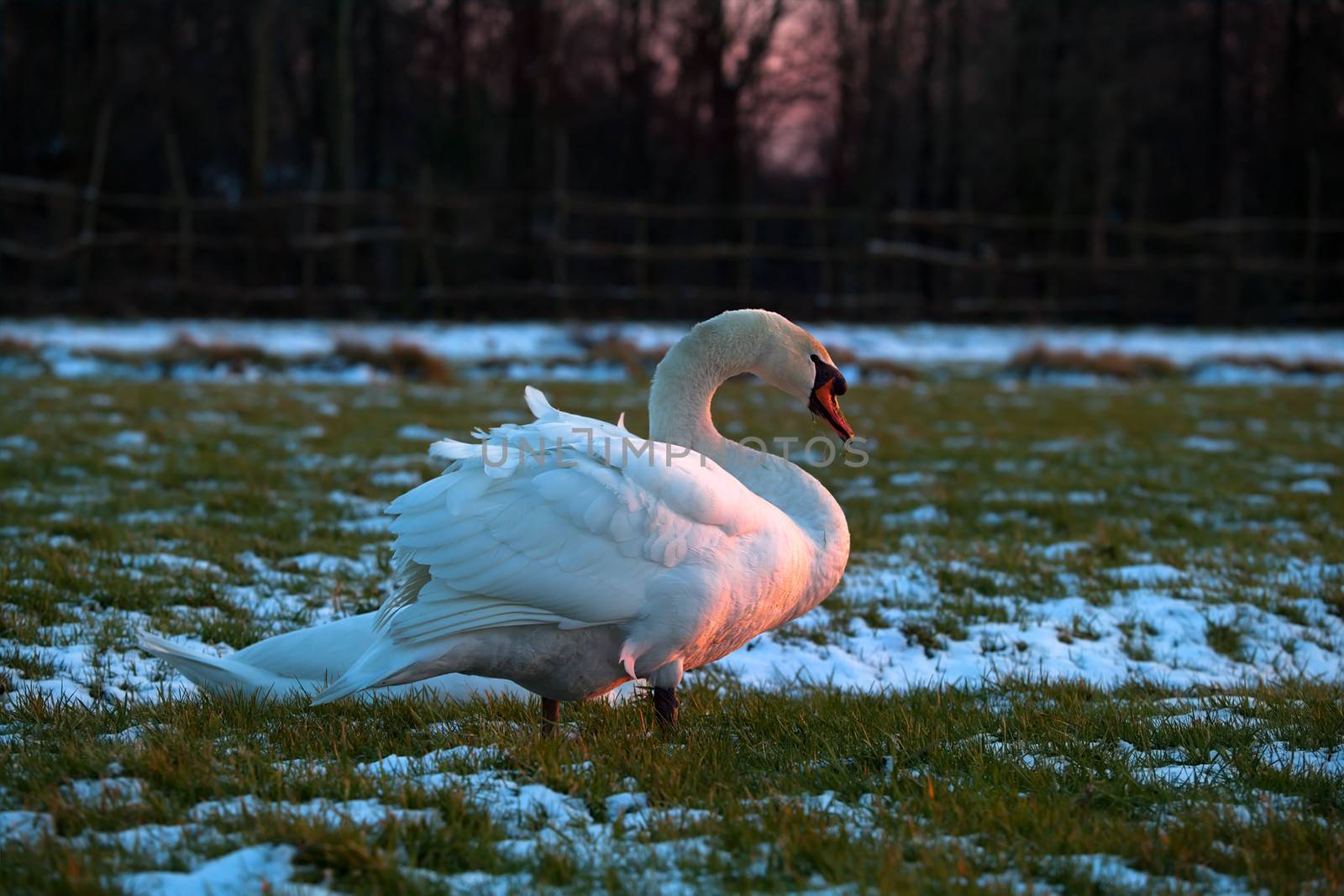 white swan on snowy winter meadow in sunset light