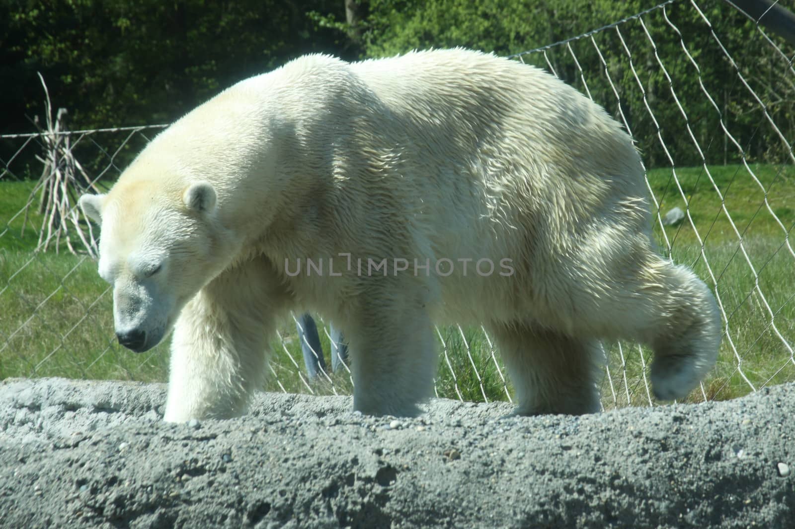 A polar bear playing.