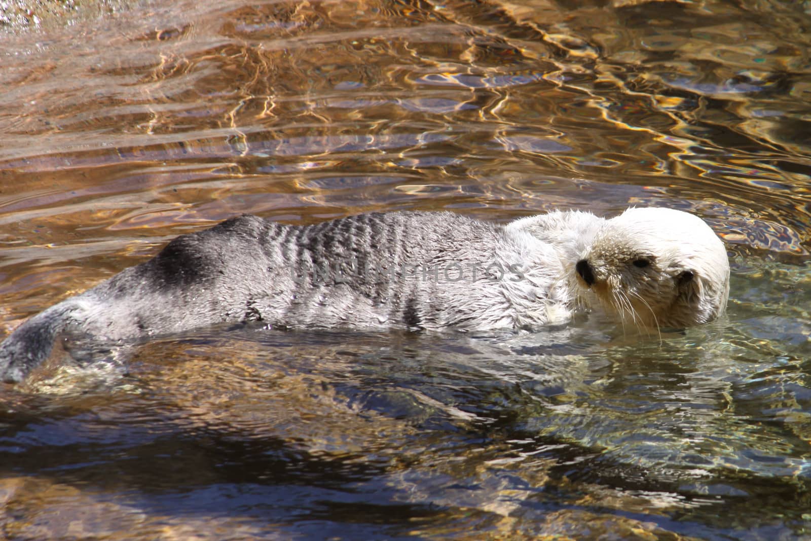 Otter taking a swim.