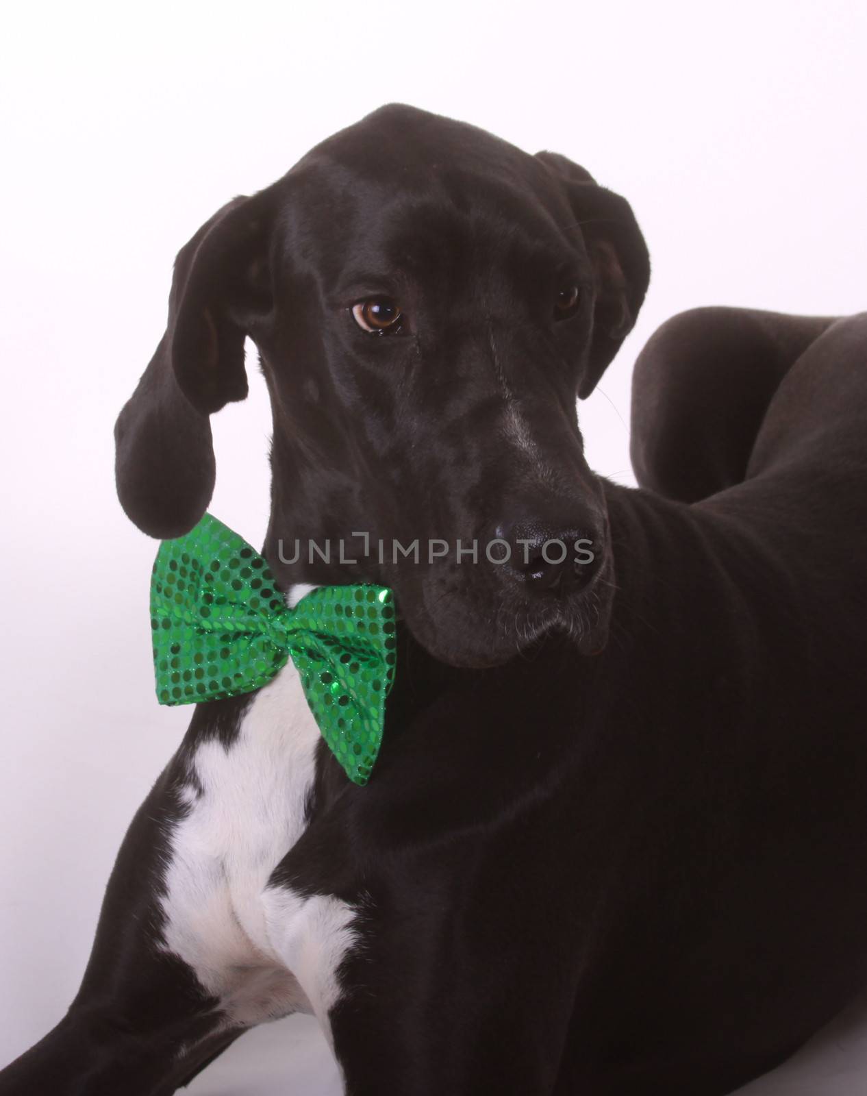 Black Great Dane wearing a green bow tie.