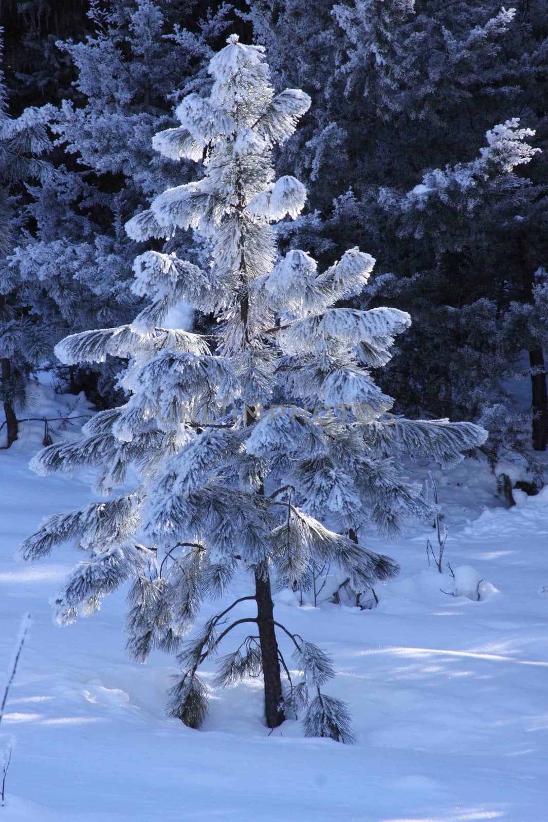 Snow covered tree lit up by sun by MaryHathaway