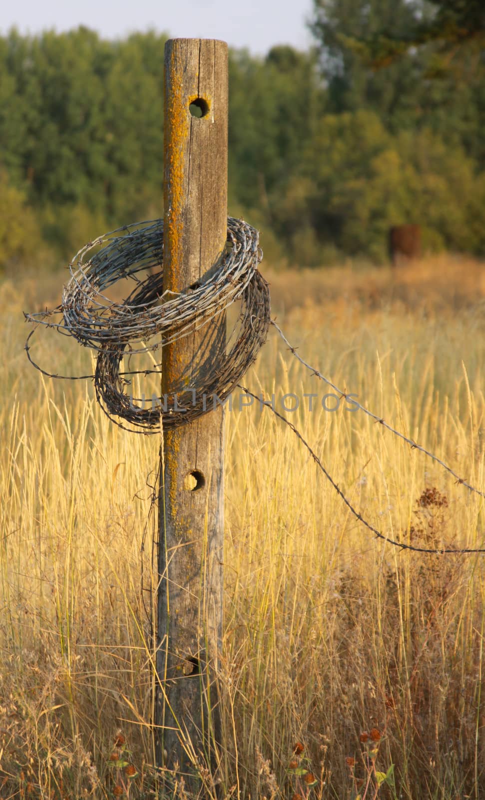 Old Barbed Wire Fencing. by MaryHathaway