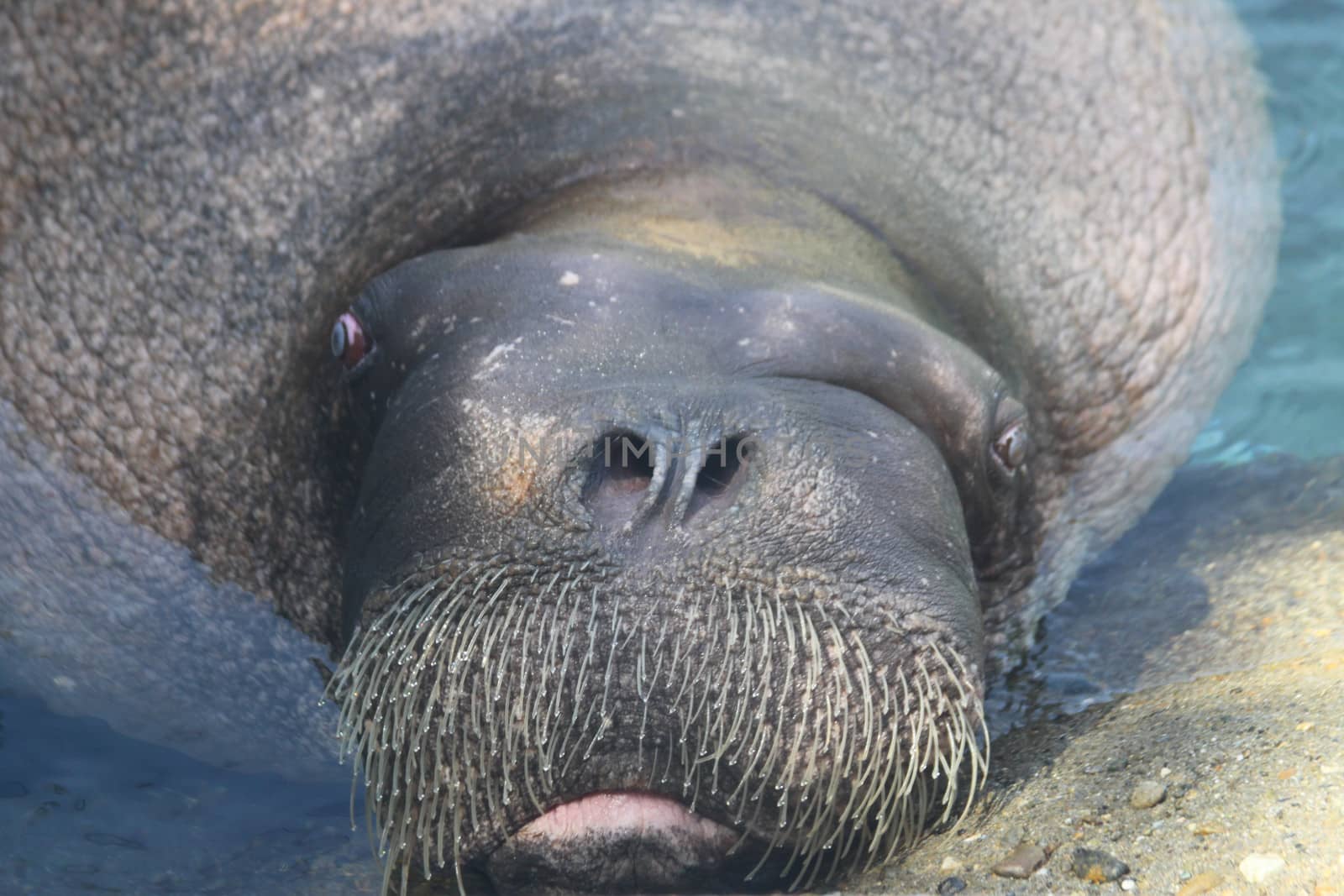 A walrus winking and making faces.