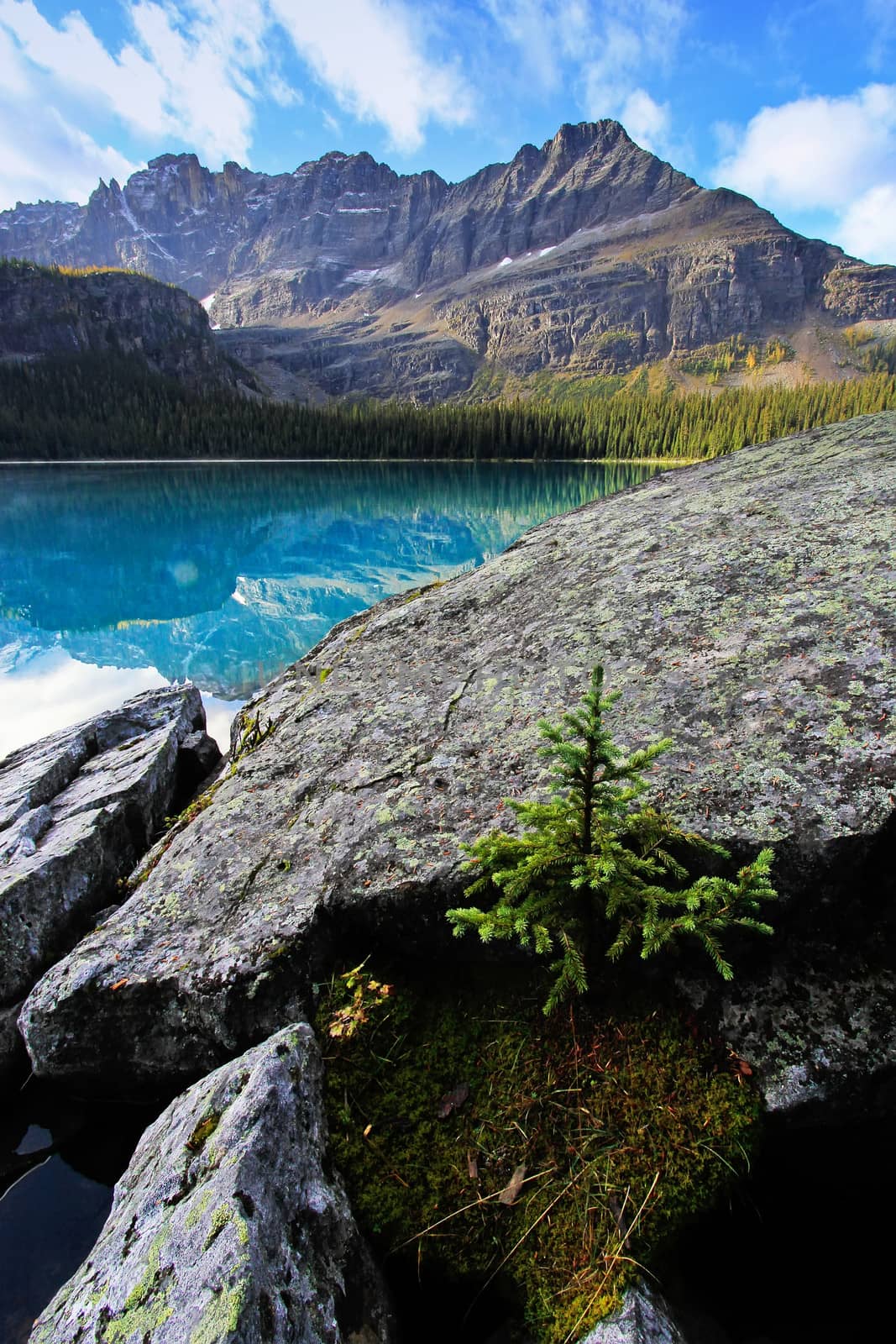 Small pine tree growing on rocks, Lake O'Hara, Yoho National Par by donya_nedomam