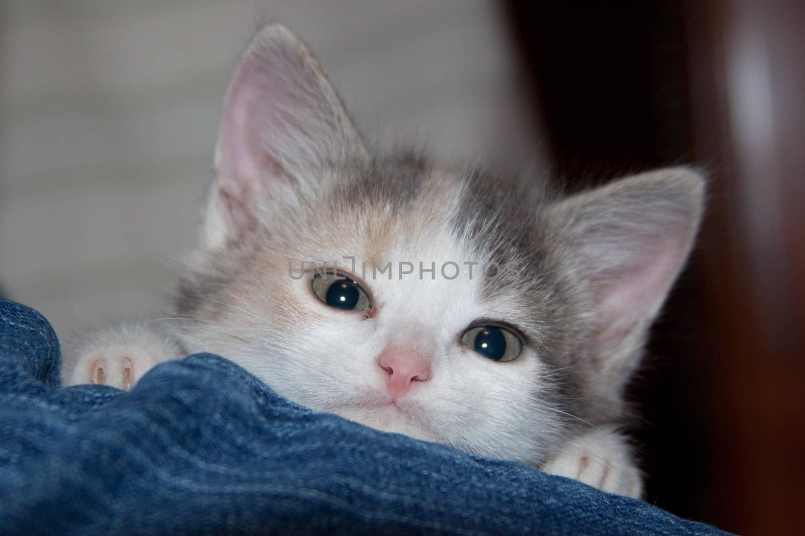 A kitten peering over something looking curious.