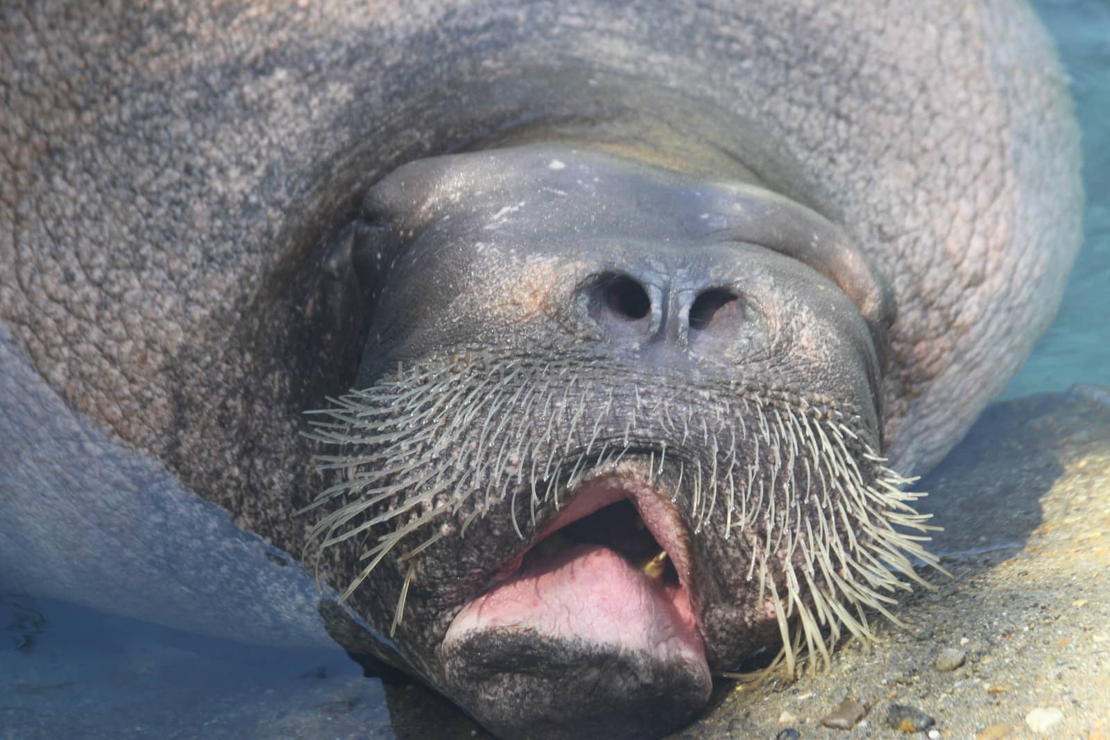 Walrus by MaryHathaway