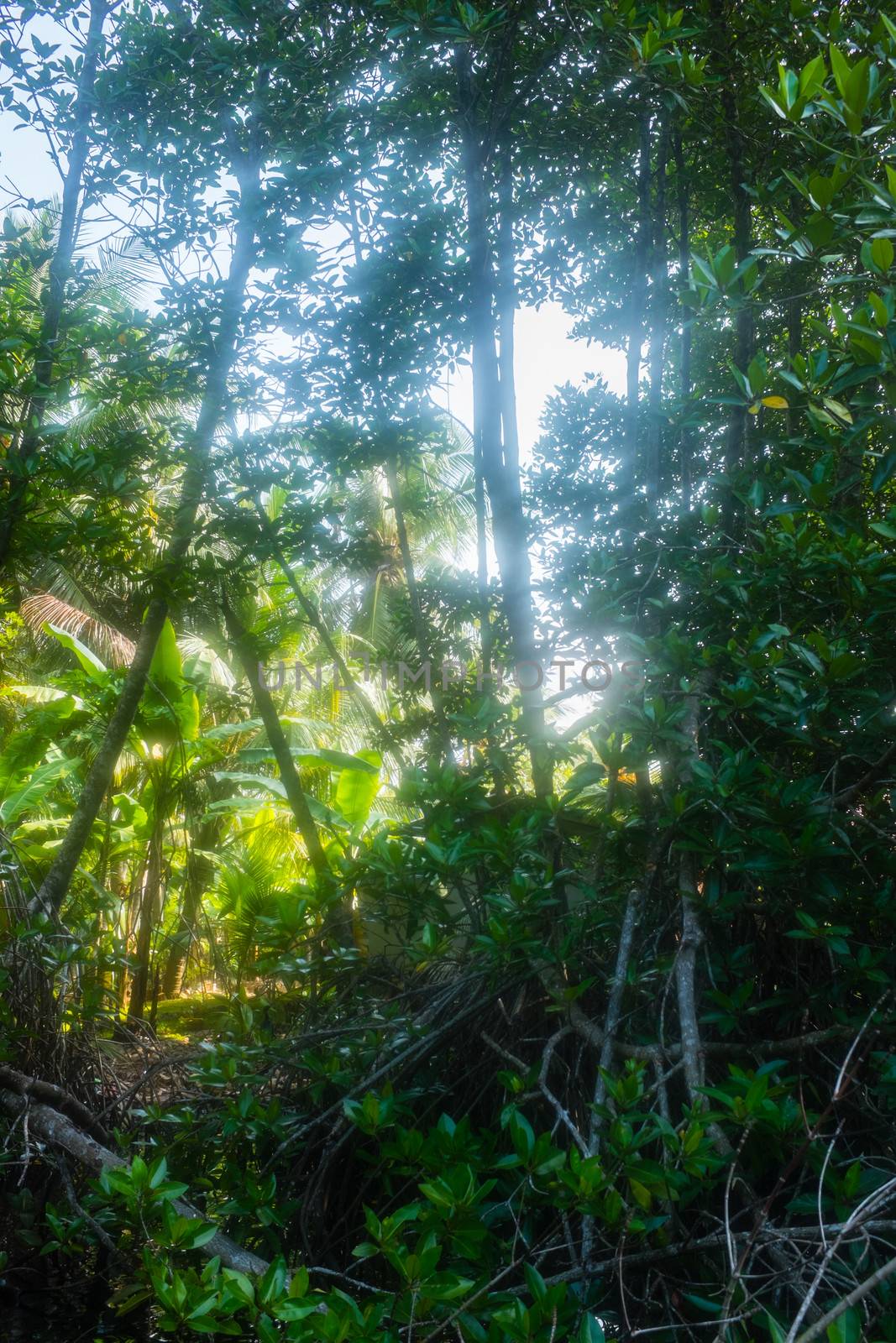 jungle forest on the river in Bentota, Sri Lanka