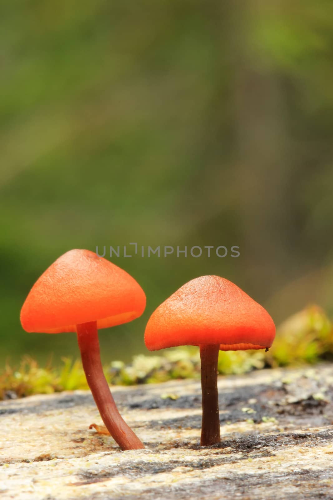 Small orange mushrooms, Yoho National Park, Canada by donya_nedomam