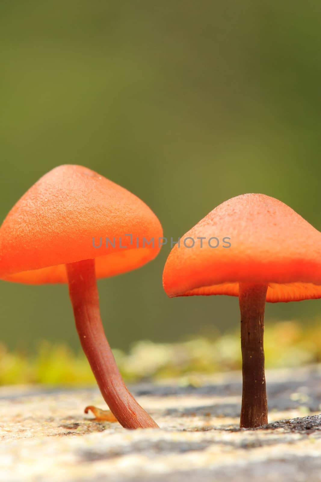 Small orange mushrooms, Yoho National Park, Canada by donya_nedomam