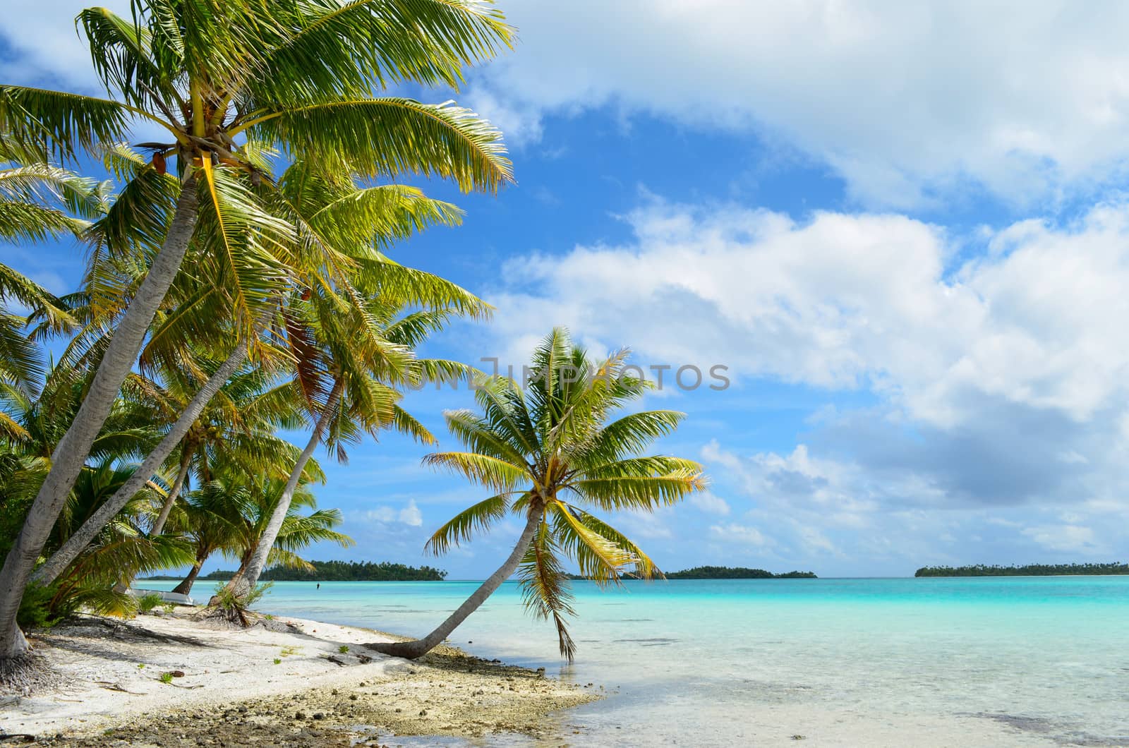 Hanging palm tree on a tropical white sand beach with a blue sea in the lagoon of the Tahiti archipelago French Polynesia.