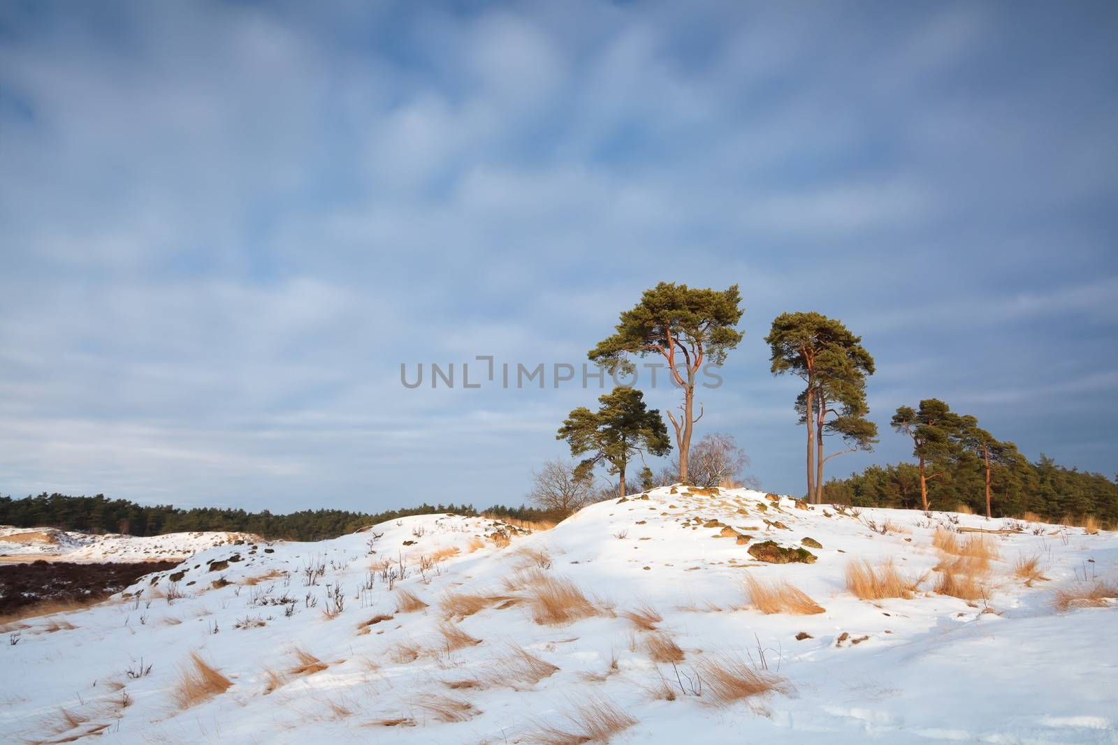 pine trees on snowy hill in sunshine, Nunspeet dunes, Netherlands