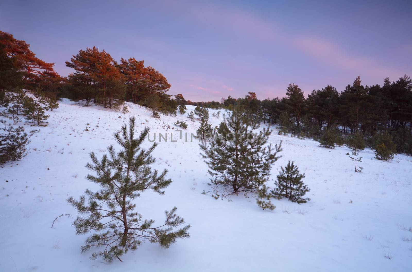 twilights in winter coniferous forest, Gelderland, Netherlands