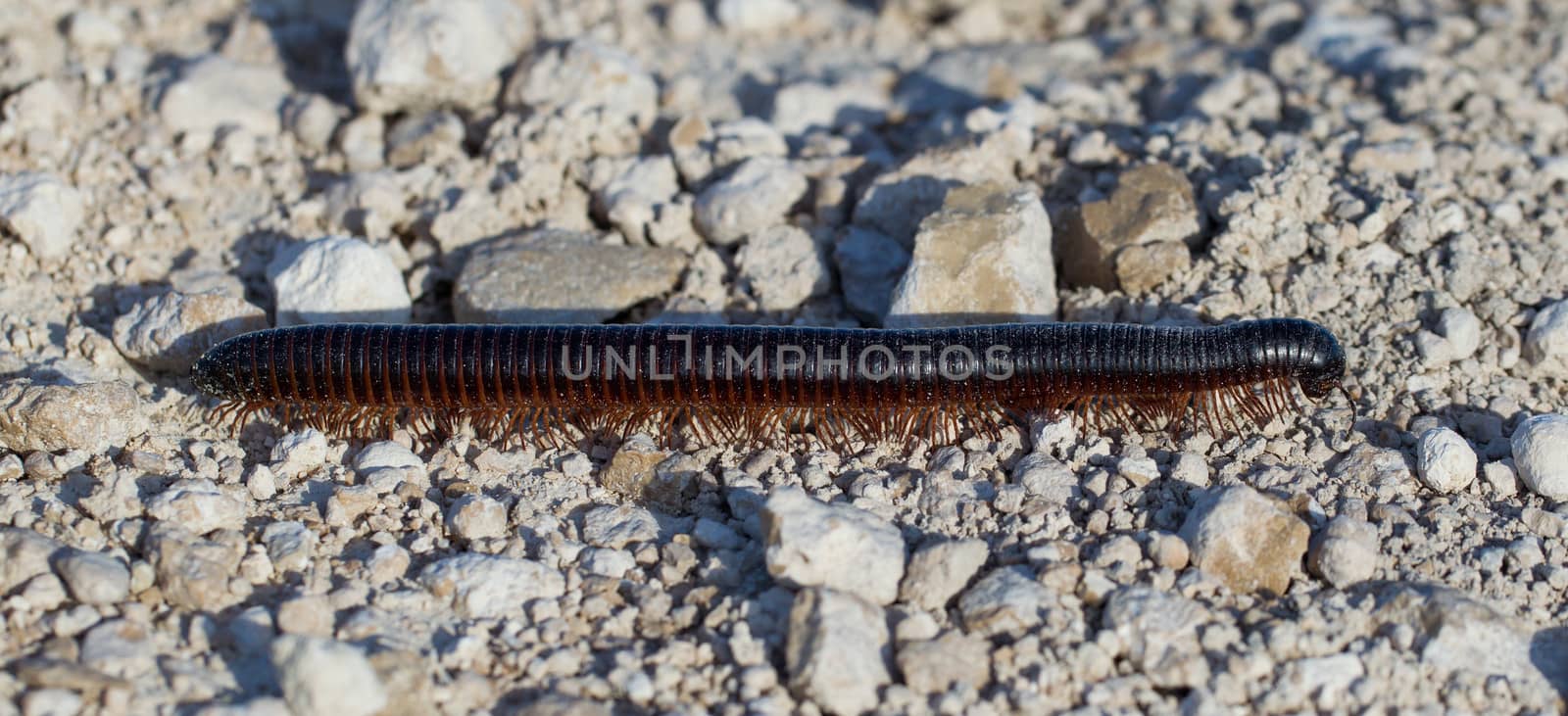 Large millipede crawls across a path in Namibia, Africa