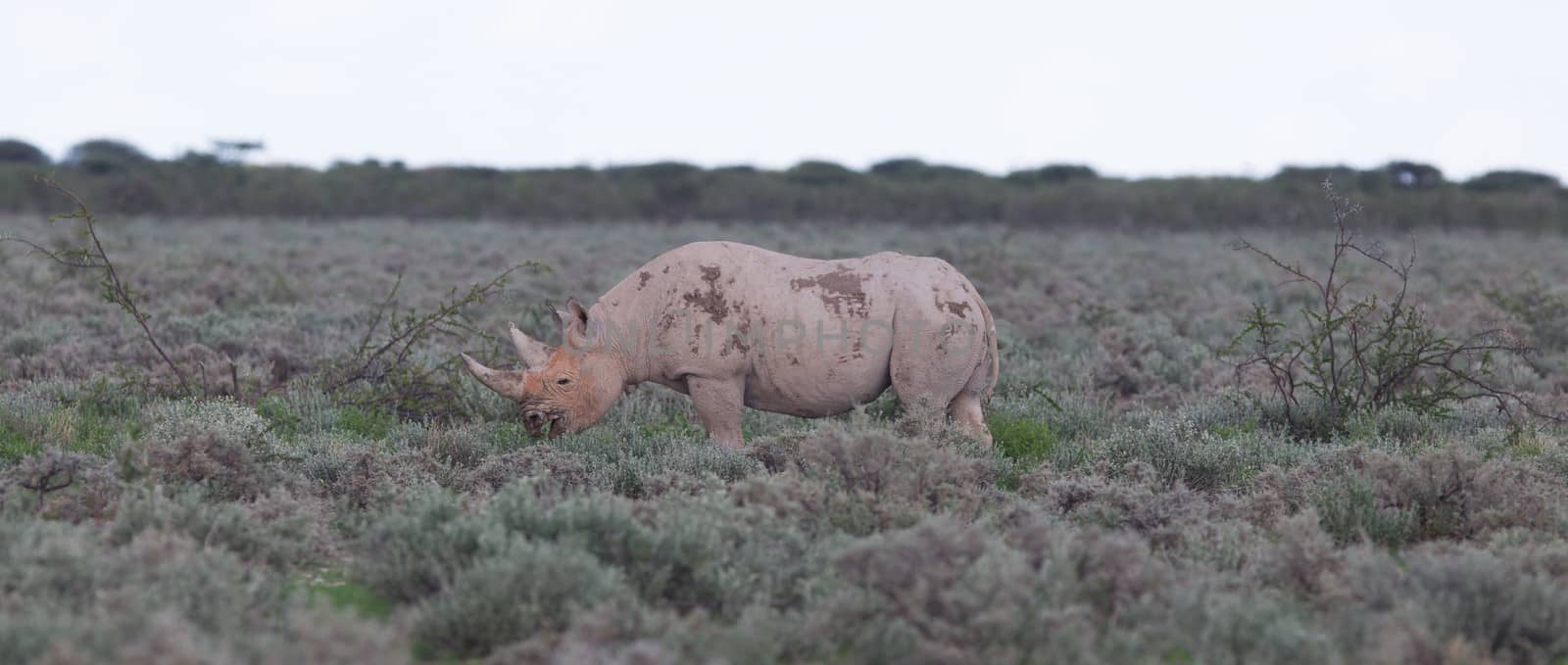 Black (hooked-lipped) rhinoceros (Diceros bicornis), Etosha, Namibia