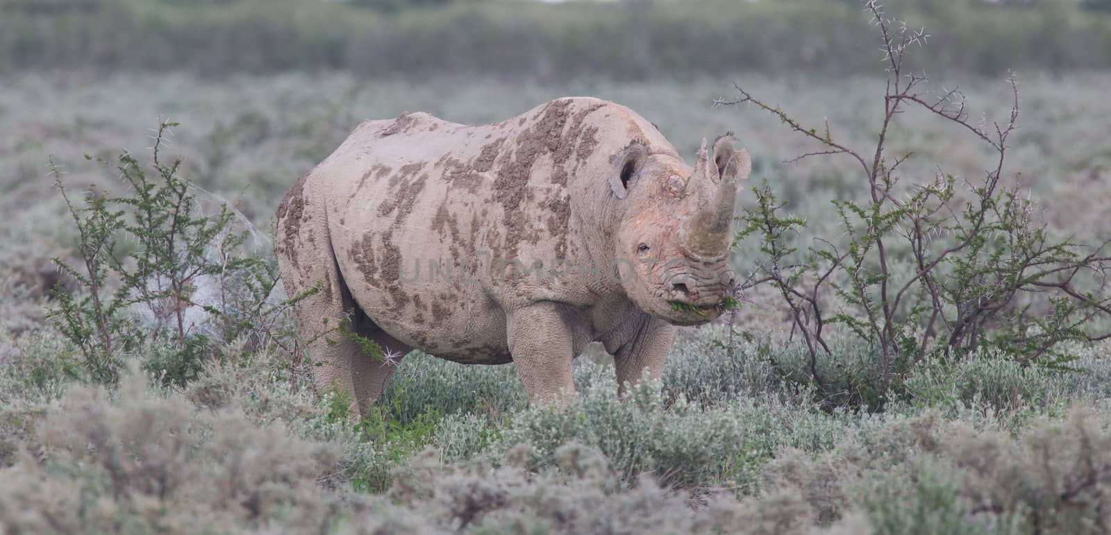 Black (hooked-lipped) rhinoceros (Diceros bicornis), Etosha, Namibia