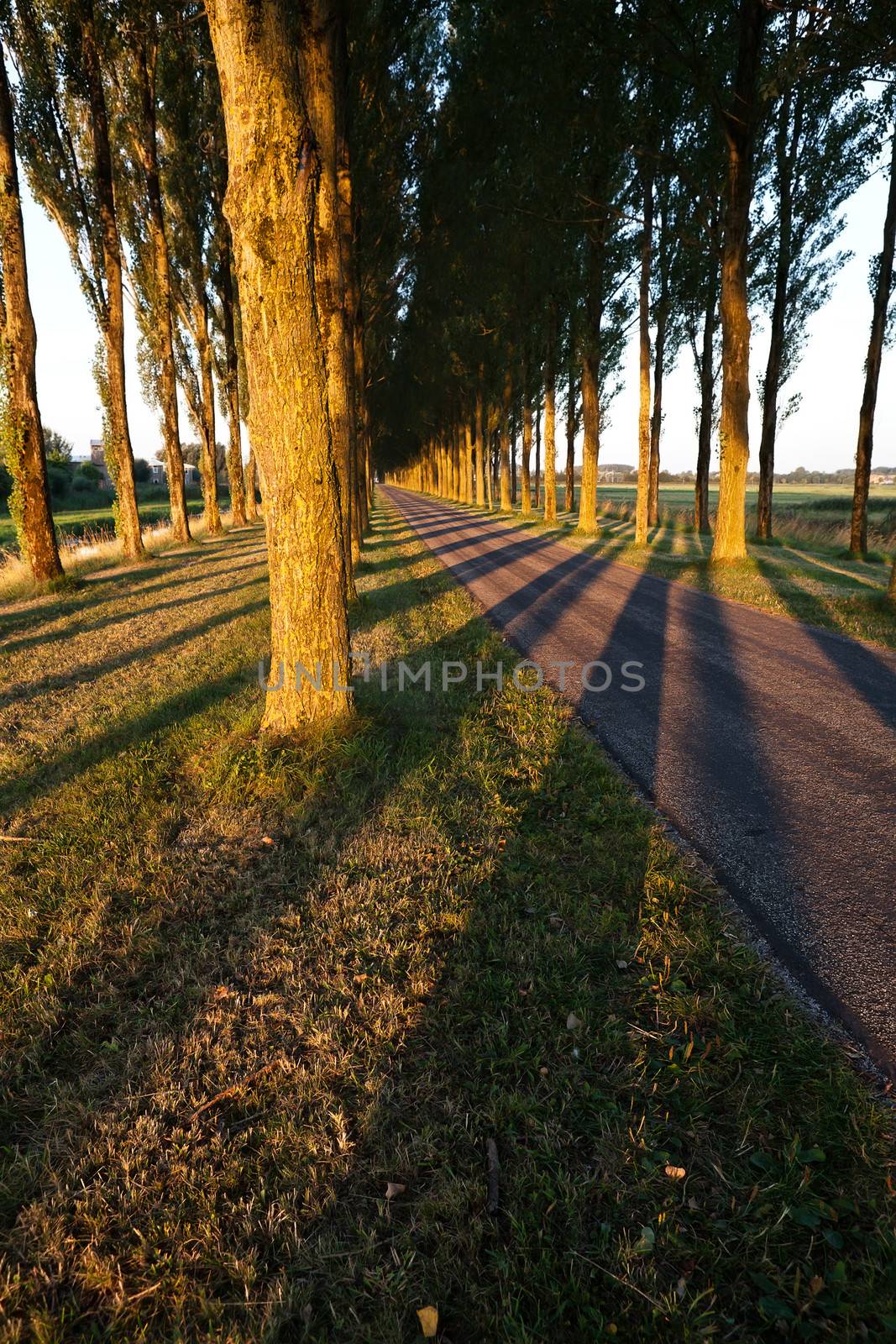 tree shadows pattern on road by catolla