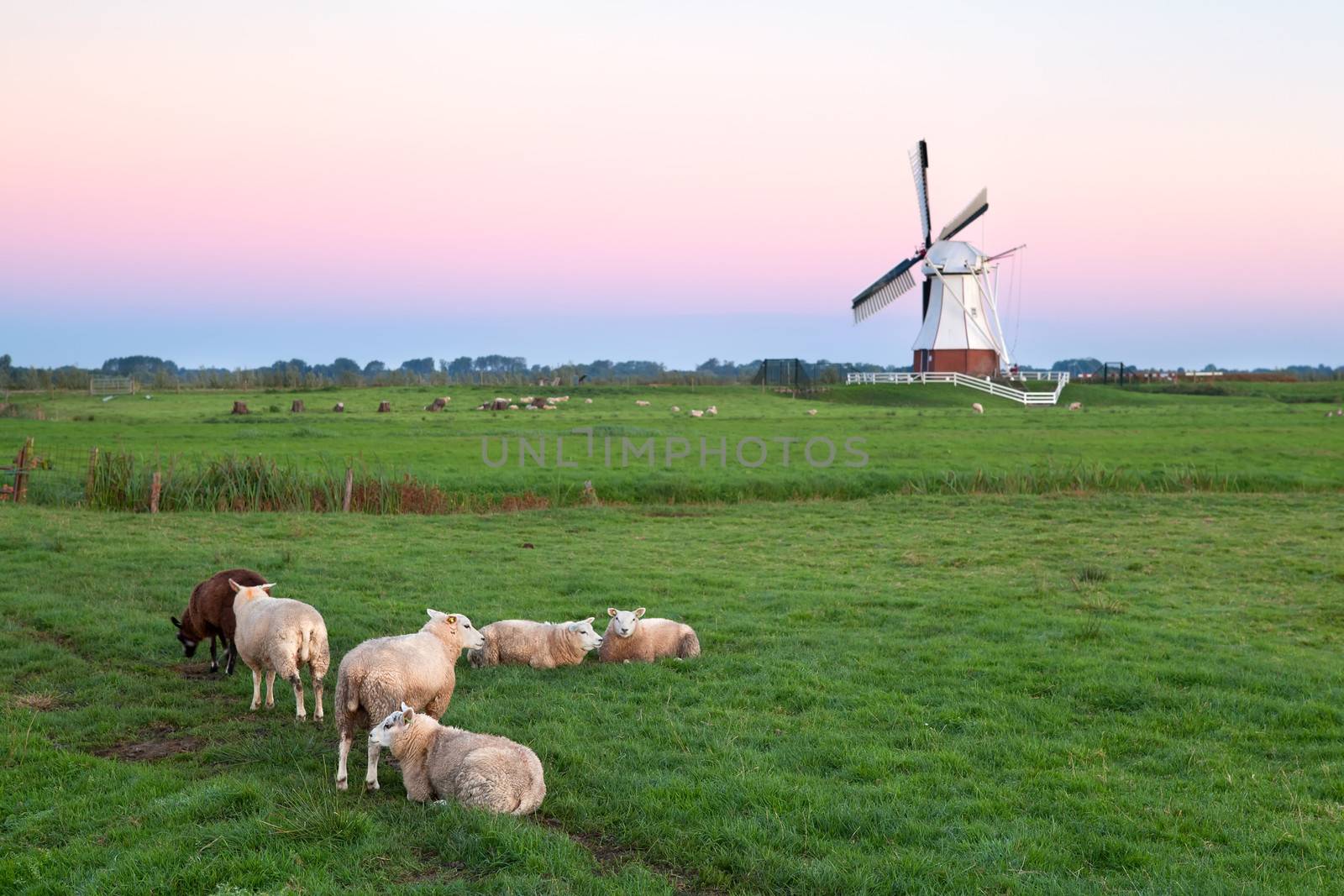 sheep on pasture and windmill at sunrise by catolla