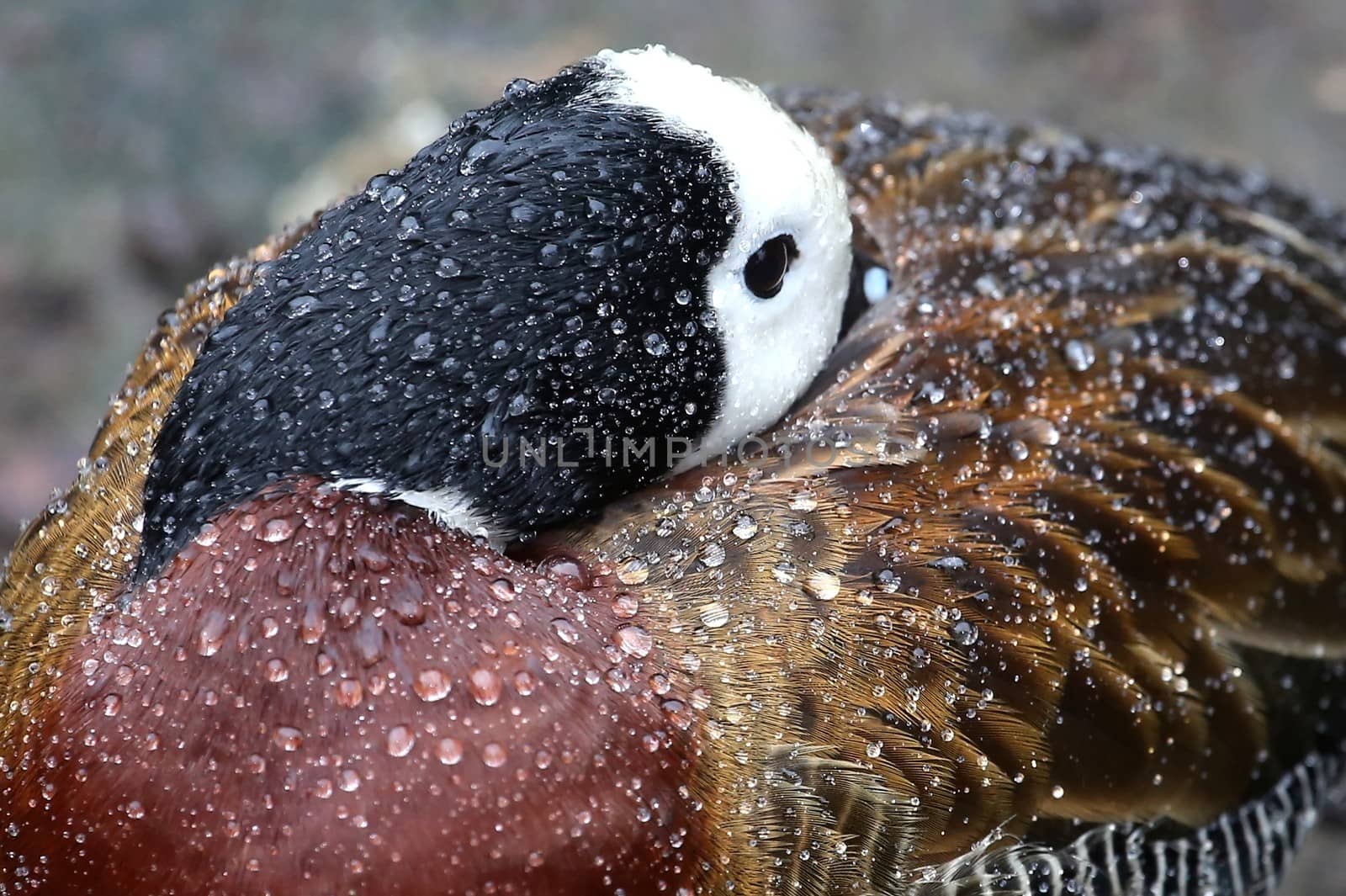 White-faced Duck in the Rain by fouroaks