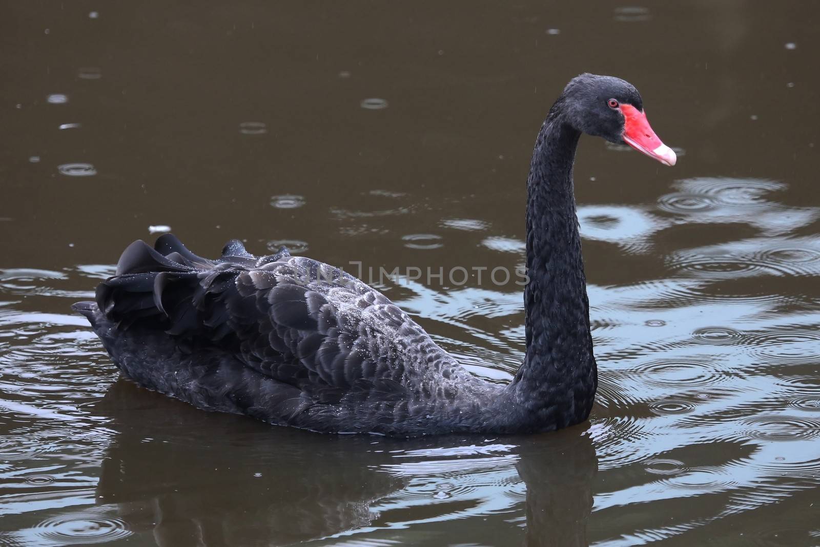 Beautiful black swan swimming on a pond in the rain