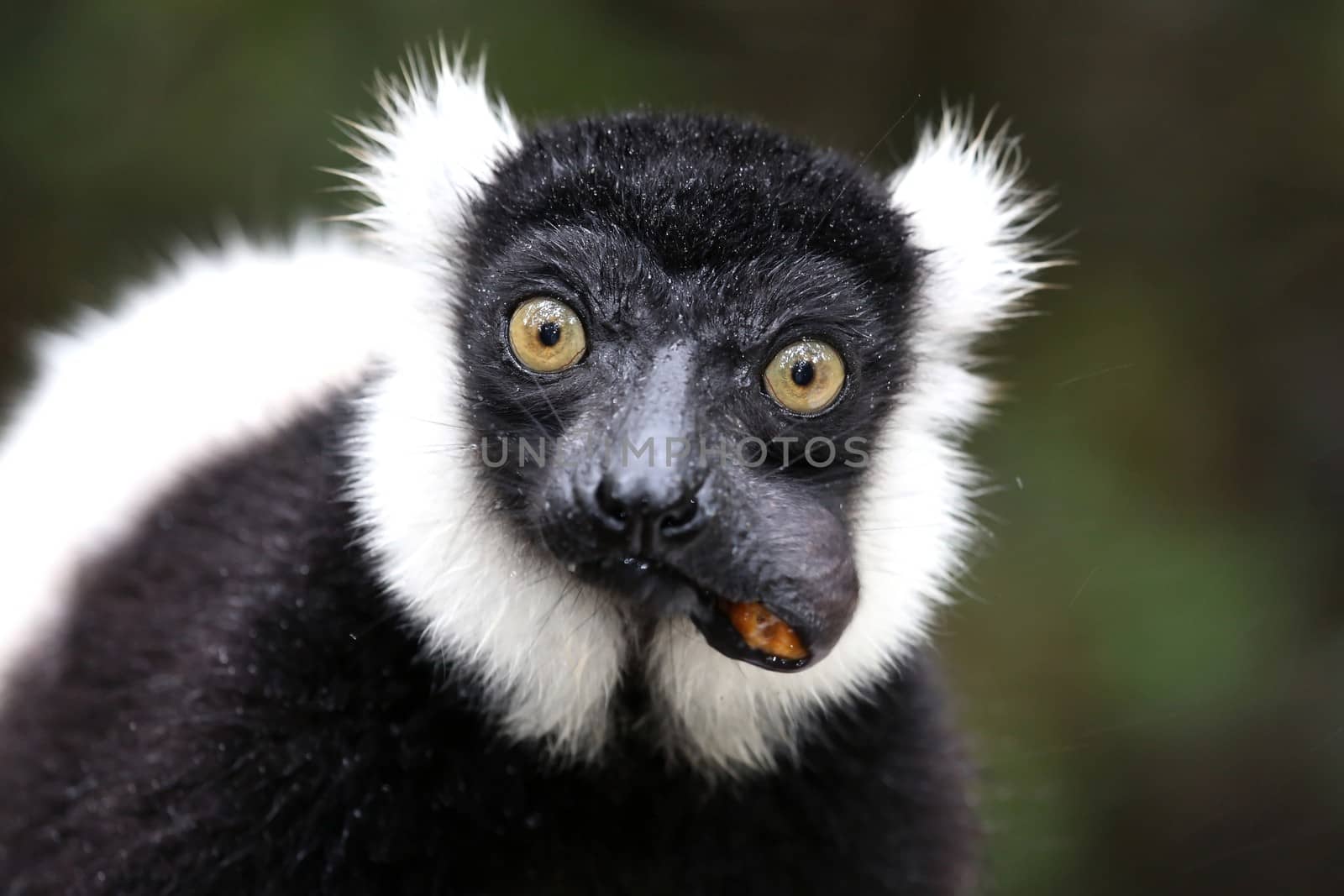 Black and White Ruffed Lemur with large round yellow eyes eating fruit