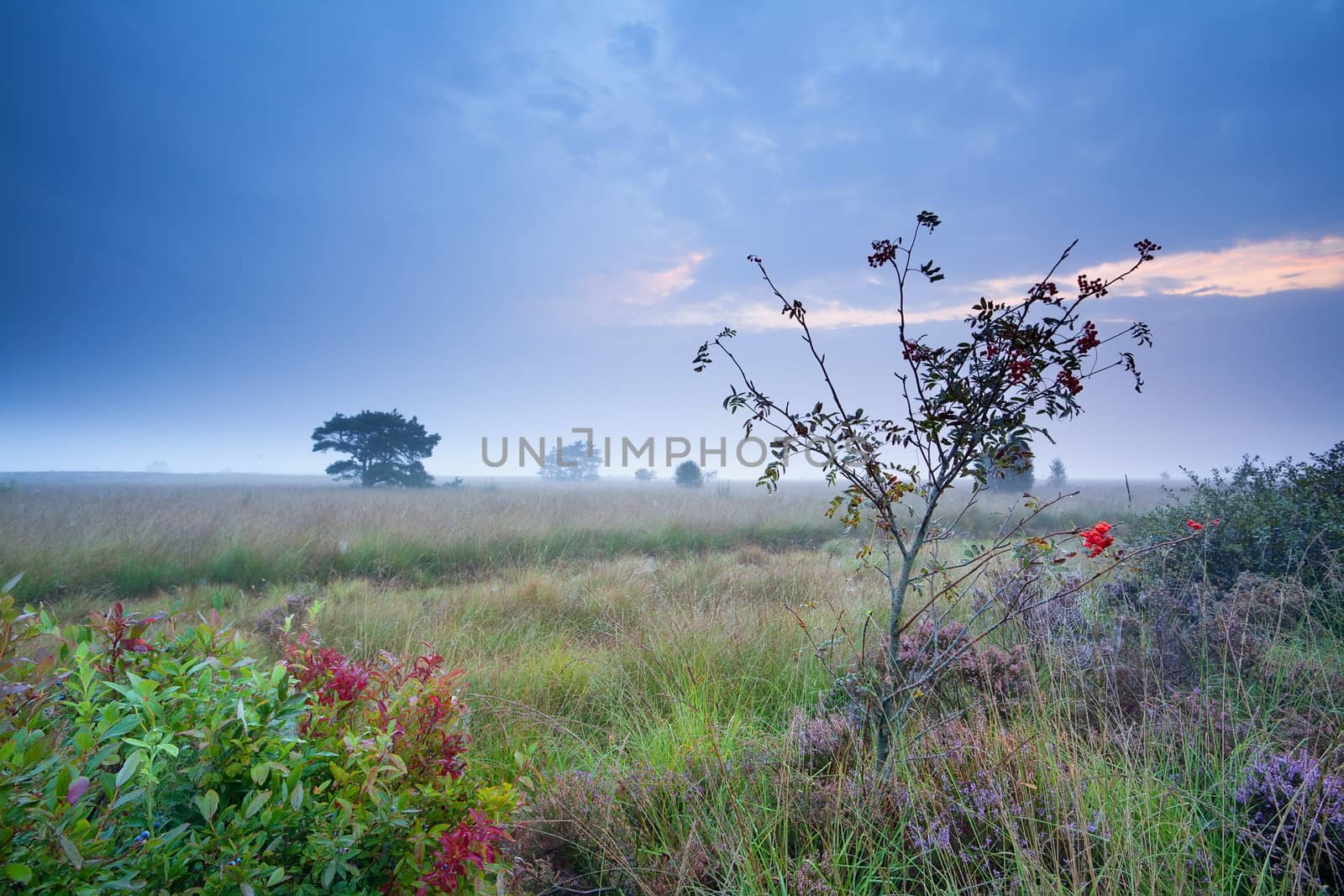 rowan tree and heather on marsh in morning dusk, Drenthe, Netherlands