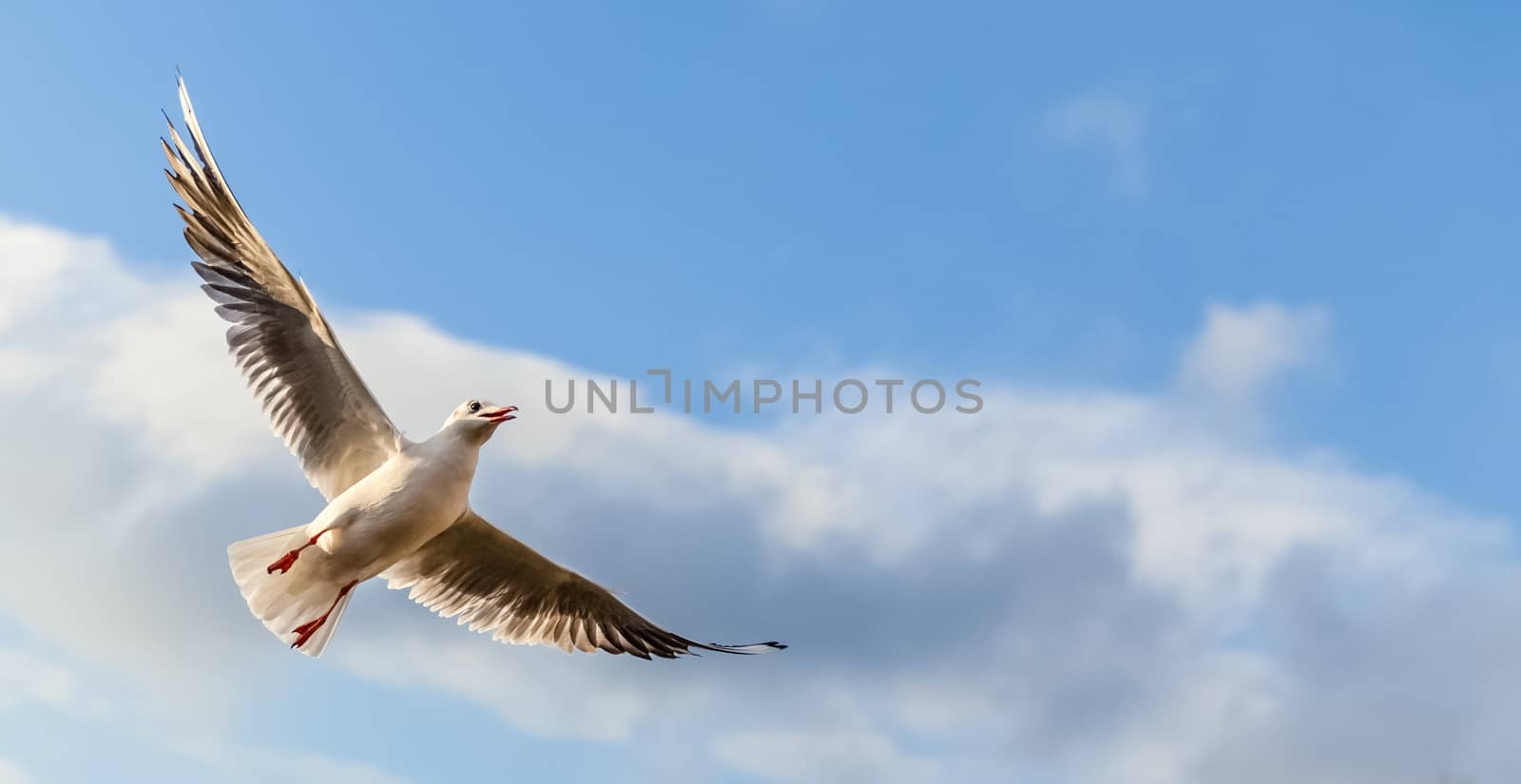 Single seagull flying against background of blue sky and white clouds.