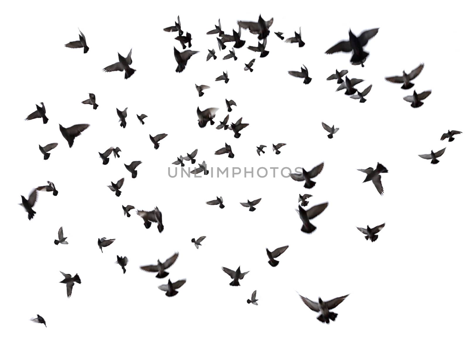 Silhouettes of pigeons. Many birds flying in the sky. Motion blur. Isolated on white