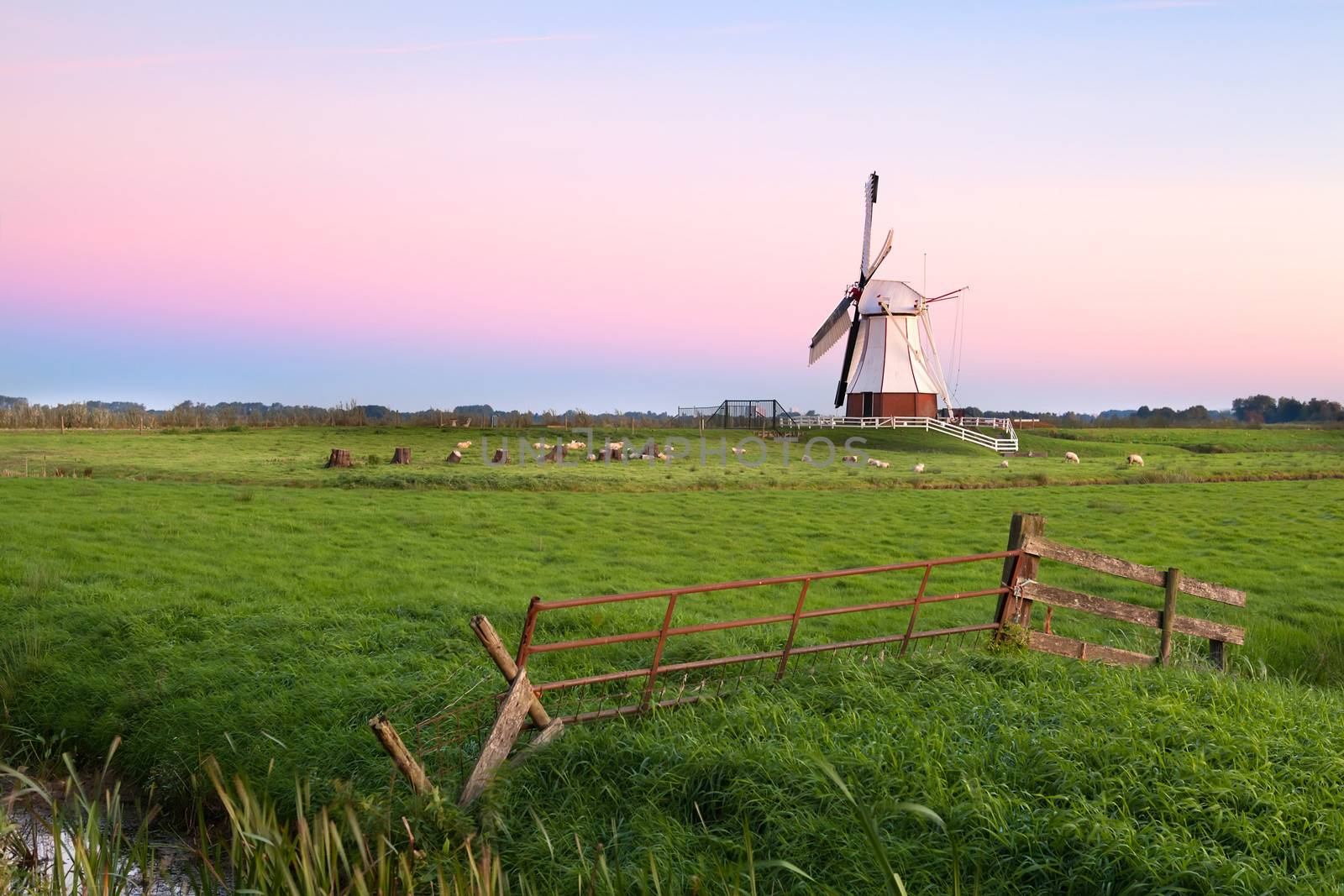 sheep and white Dutch windmill at sunrise, Groningen, Netherlands