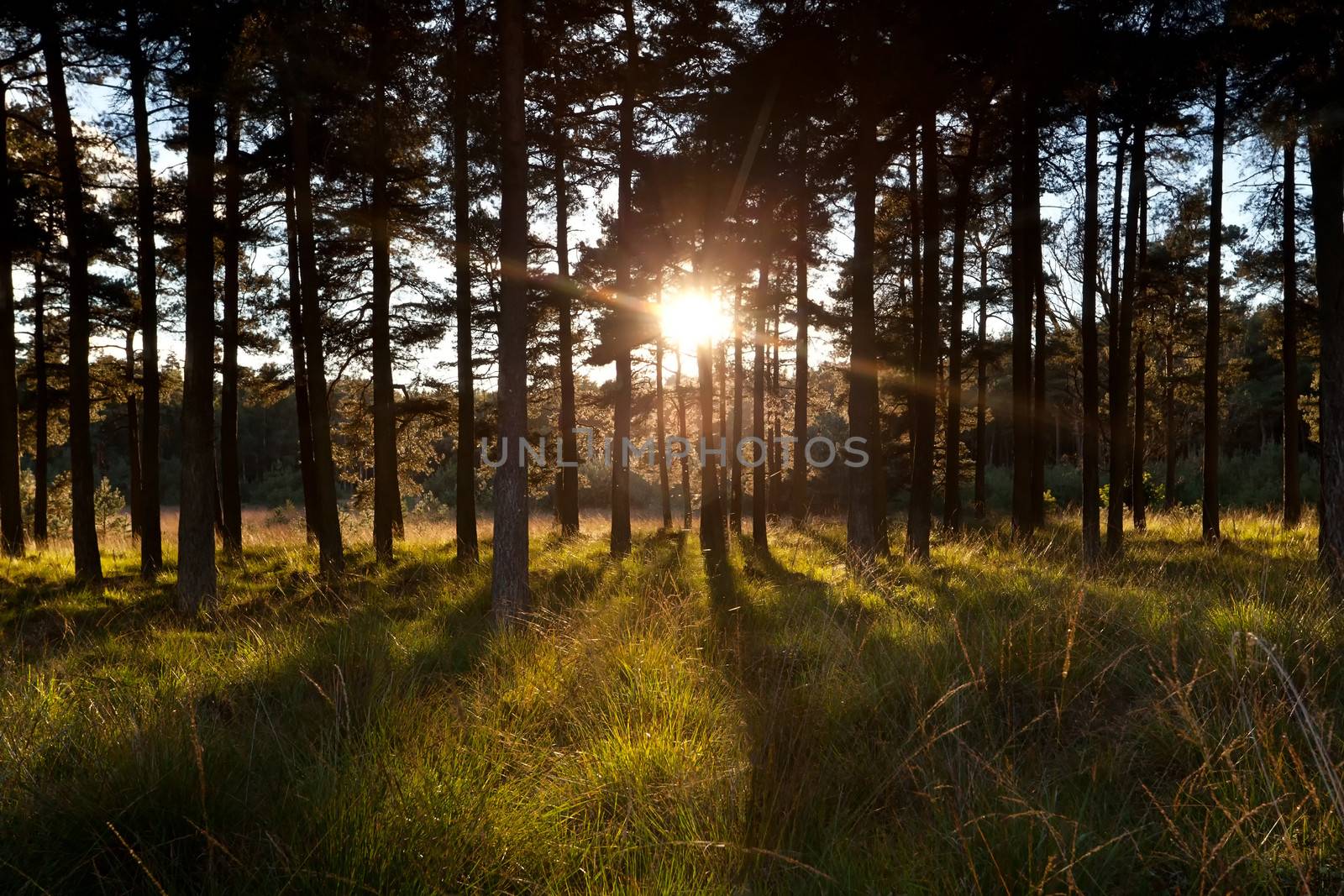 bright sunbeams through pine trees in forest by catolla