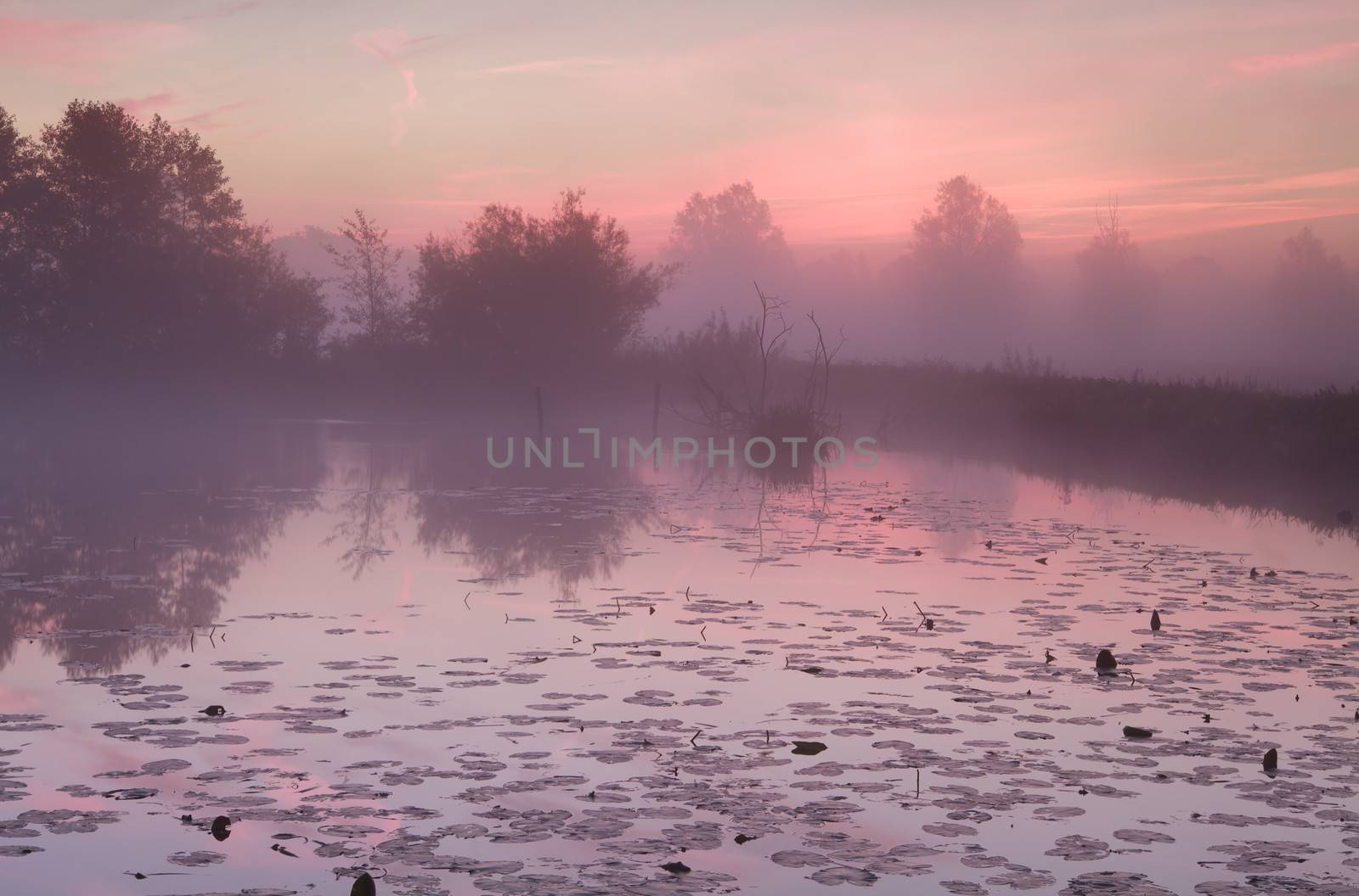 dramatic misty sunrise over wild lake with water lily