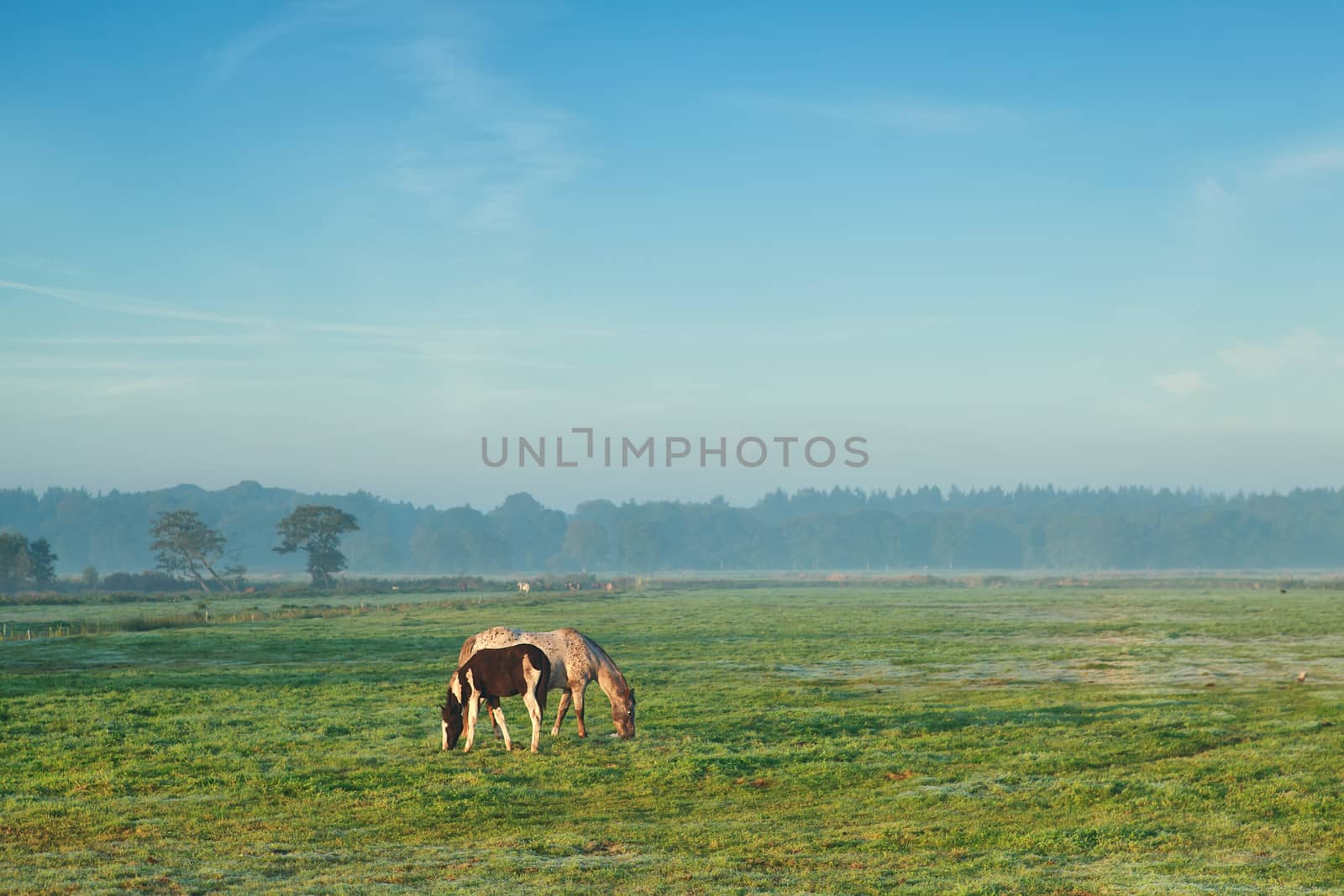 mare with foal grazing on pasture in misty morning by catolla