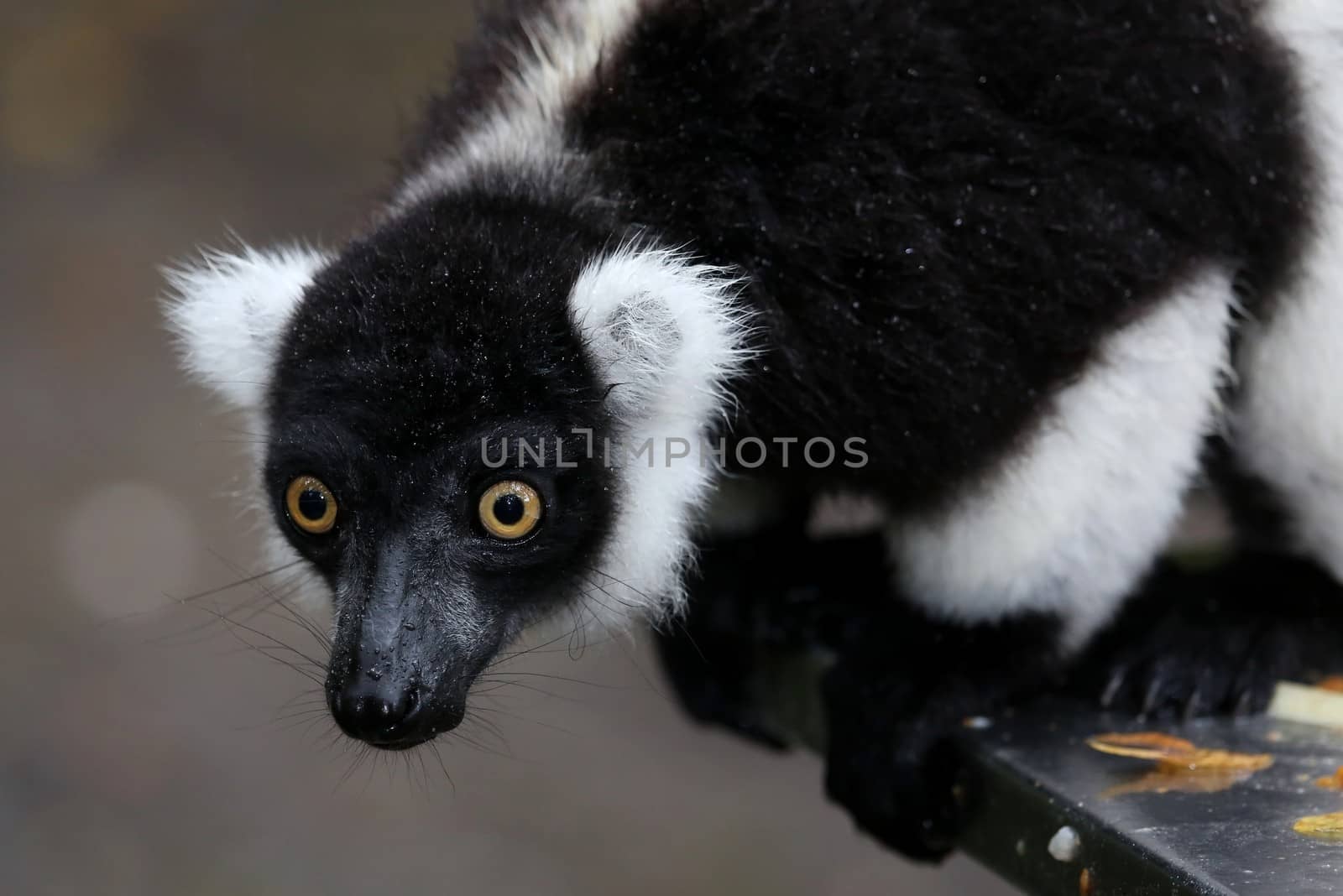 Black and White Ruffed Lemur with large round yellow eyes