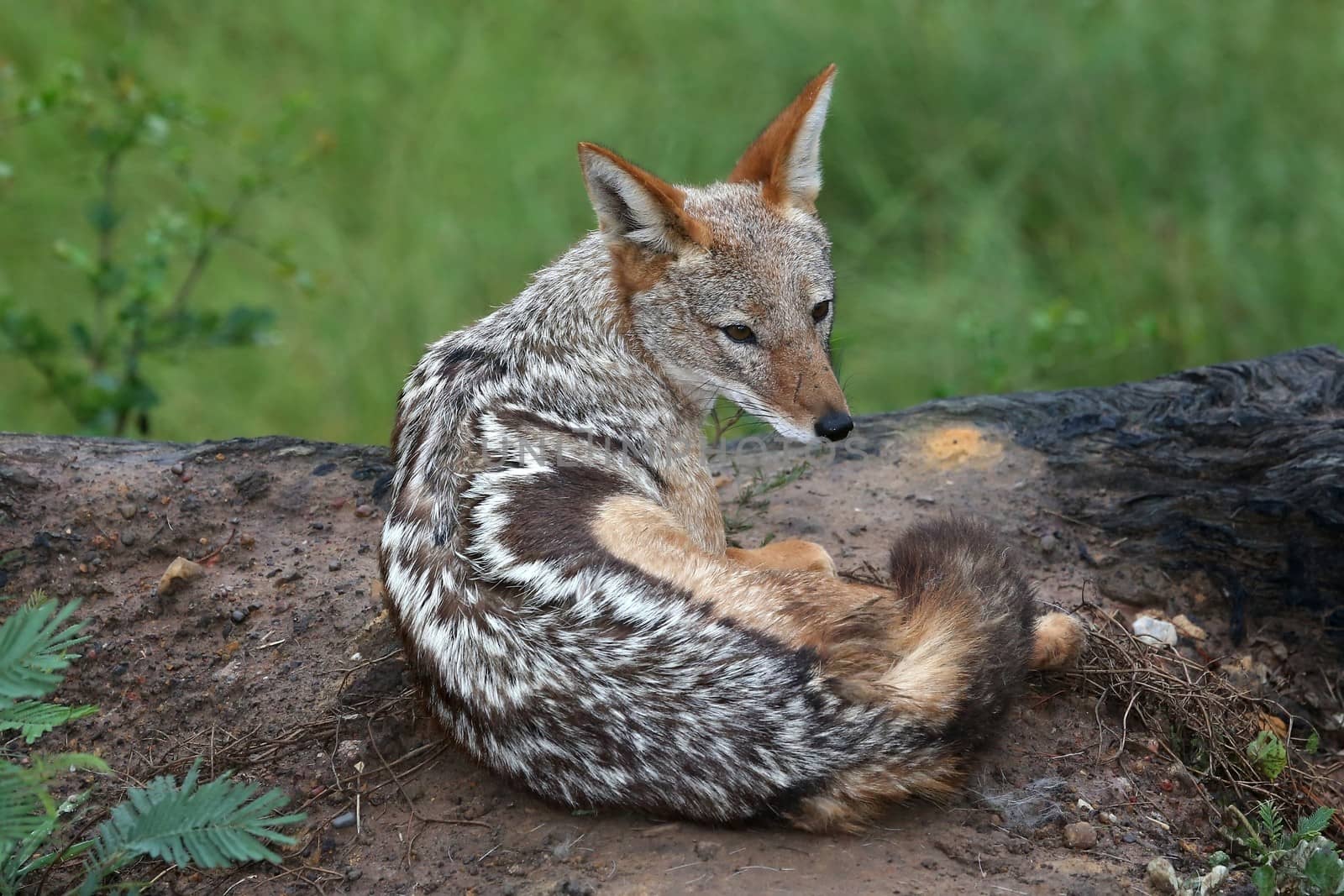 Black Backed Jackal from Africa sitting on top of it's lair