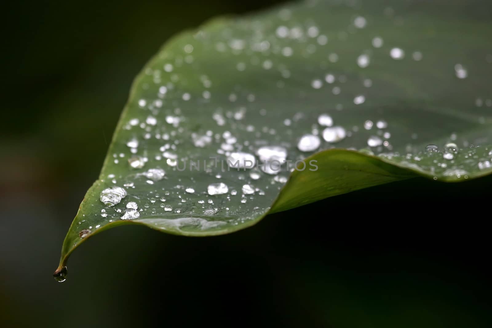 Big green leaf with round rain drops