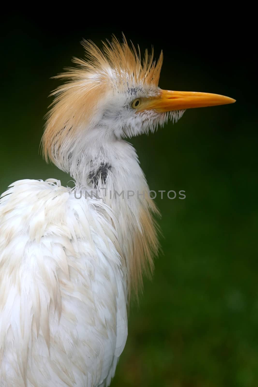 White egret bird with crest feathers looking like a bad hair do
