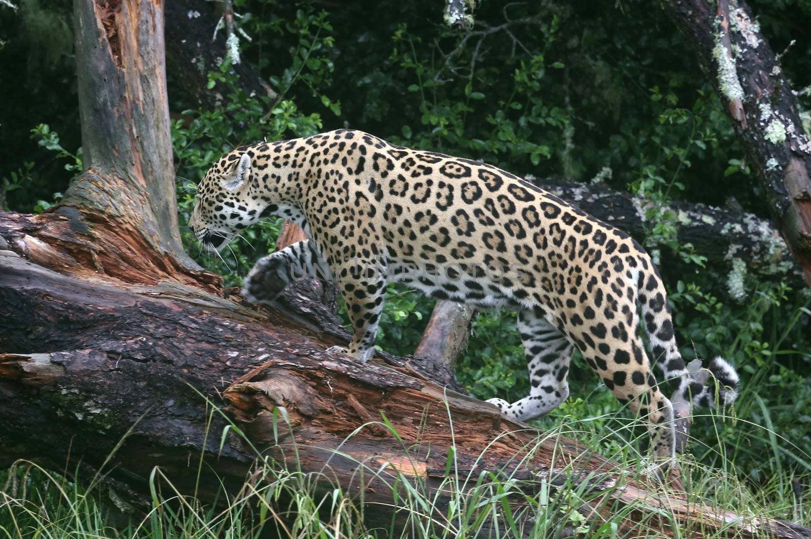Jaguar big cat climbing up a fallen tree