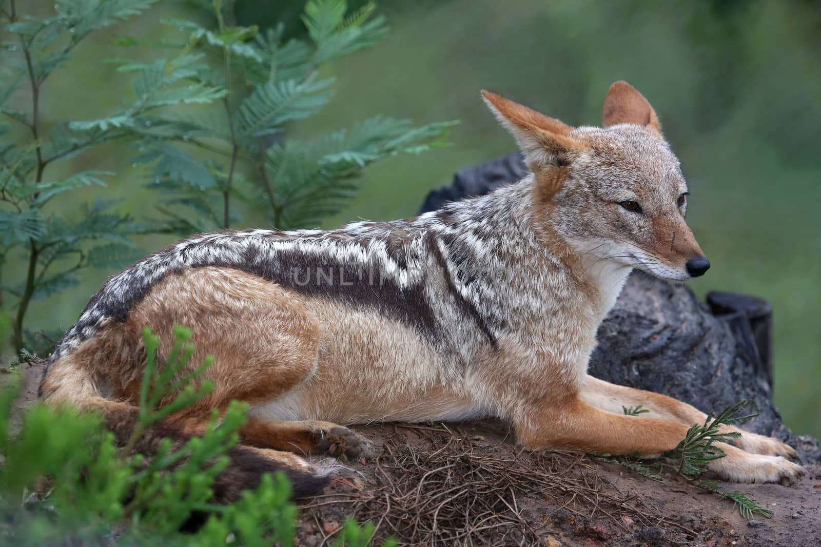 Black Backed Jackal from Africa sitting on top of it's lair