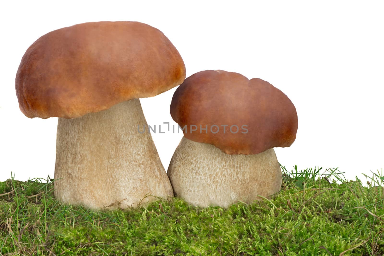 Two big beautiful white fungus on the green grass. Presented on a white background