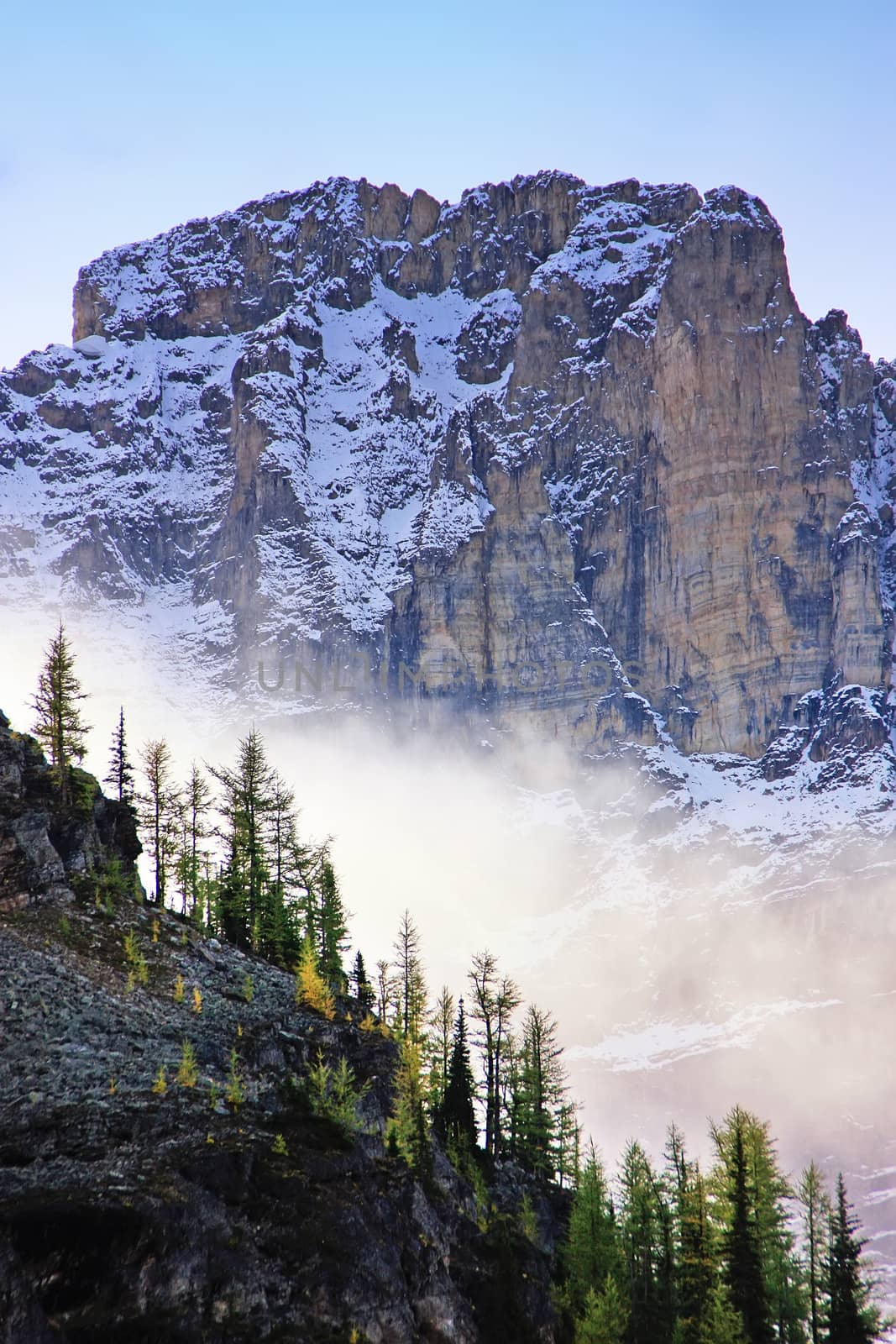 Low clouds above pine trees, Lake O'Hara, Yoho National Park, British Columbia, Canada