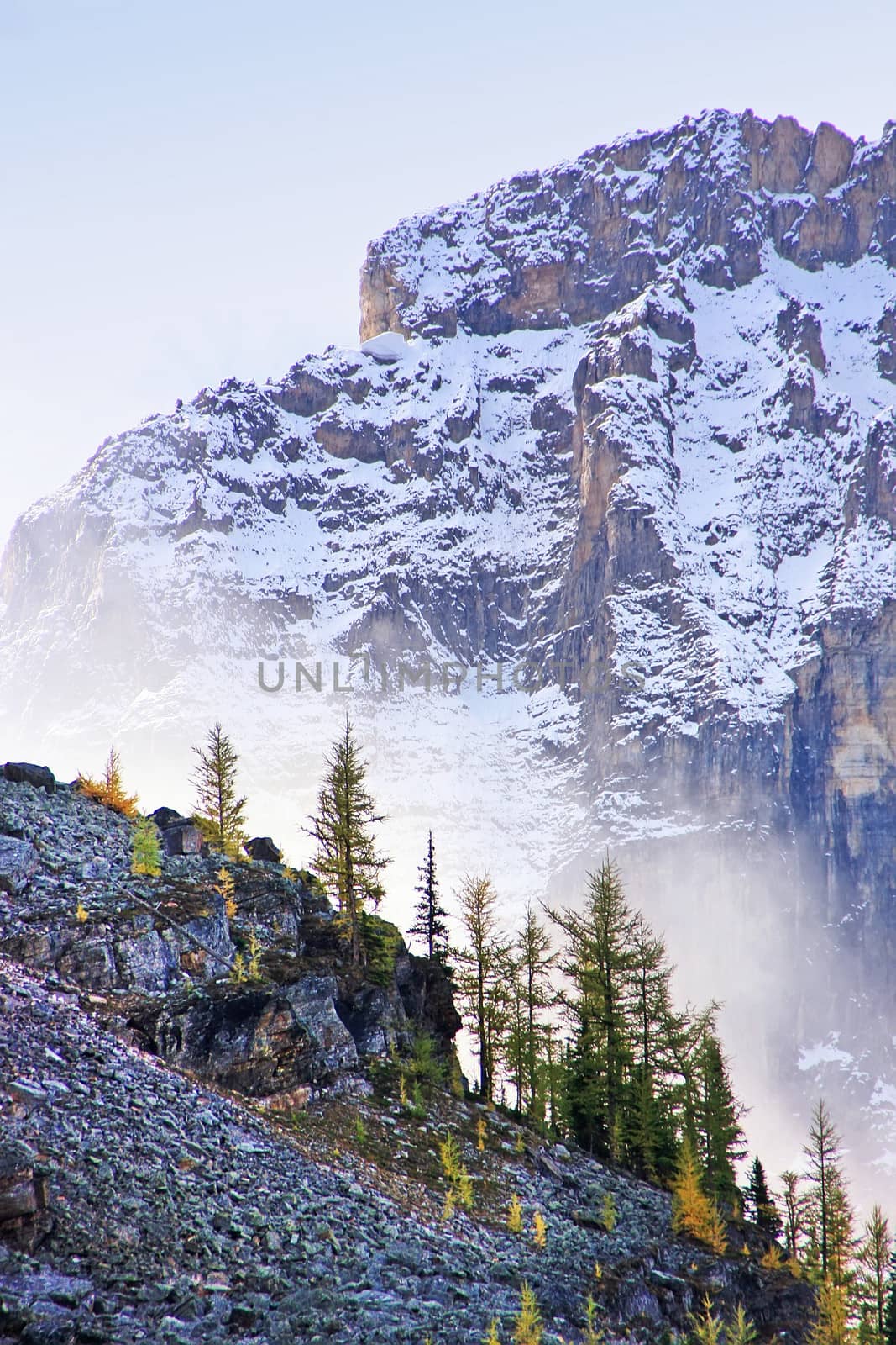 Low clouds above pine trees, Lake O'Hara, Yoho National Park, British Columbia, Canada