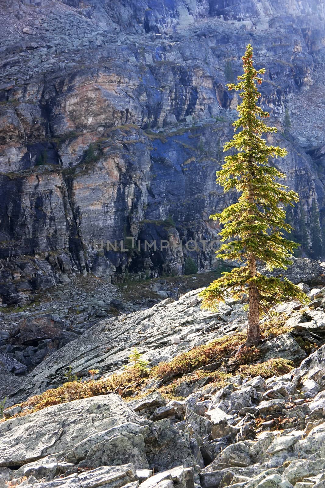 Backlit pine tree, Opabin Plateau, Yoho National Park, British Columbia, Canada